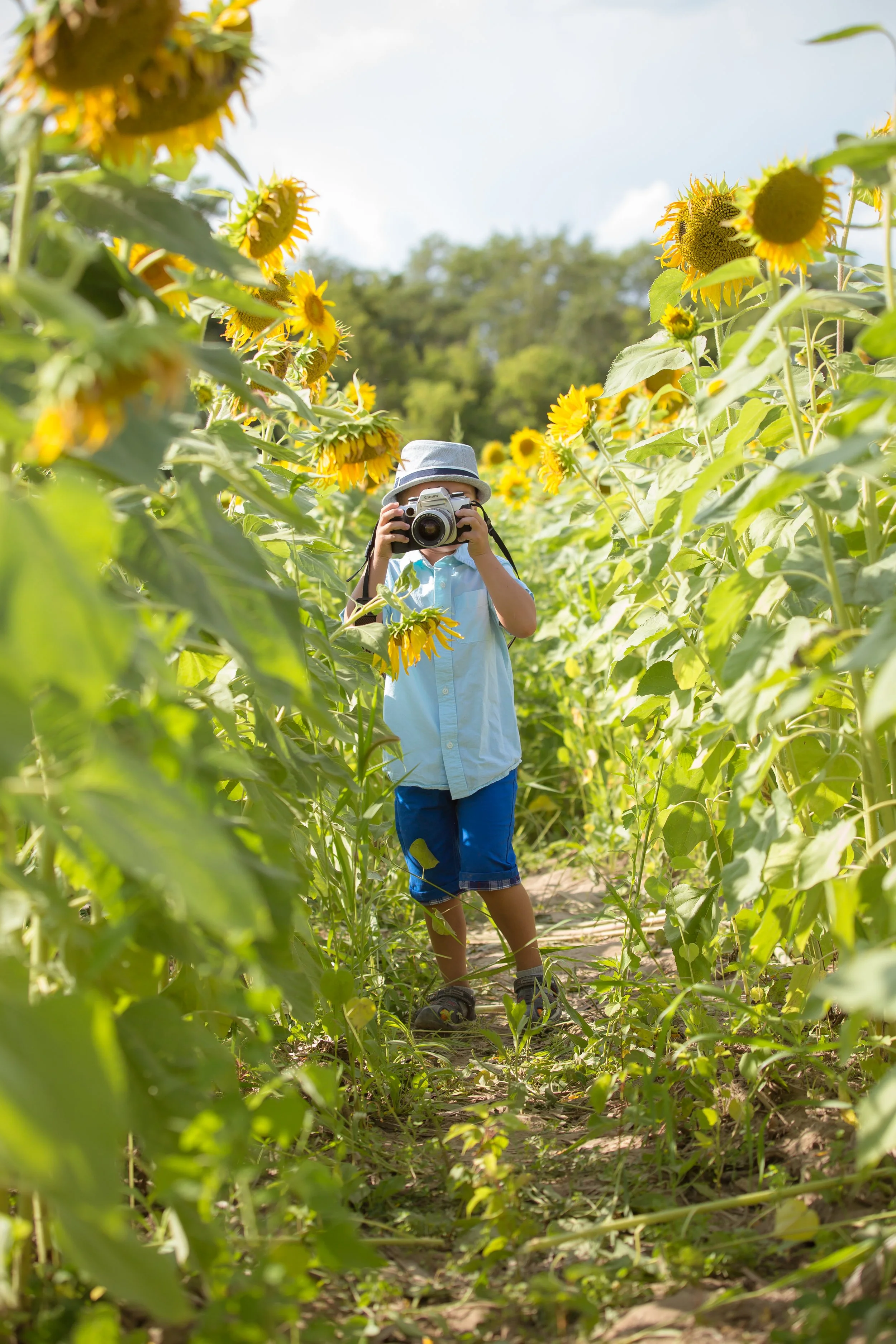 Sunflower Field-3275.jpg
