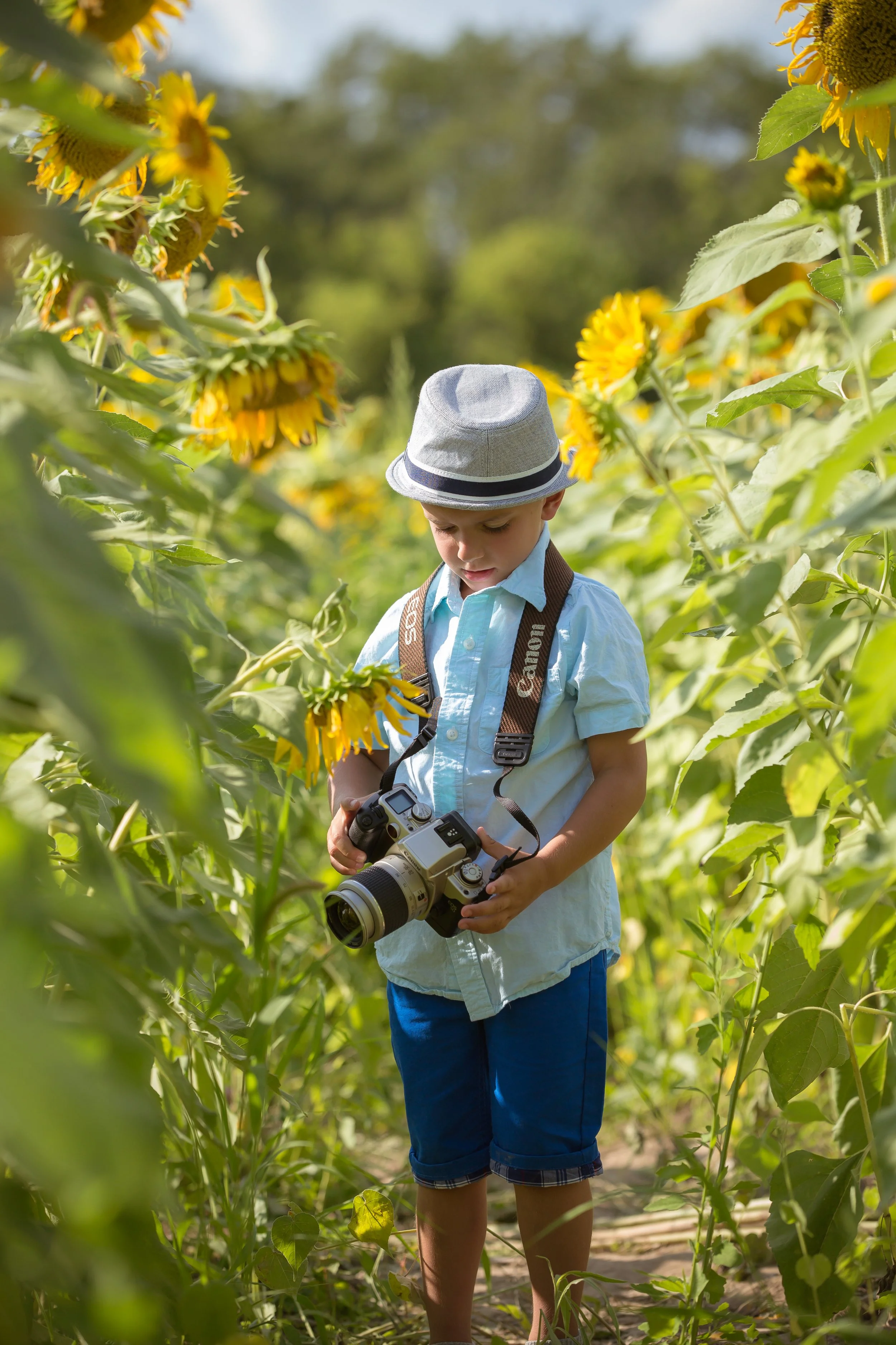 Sunflower Field-3277.jpg