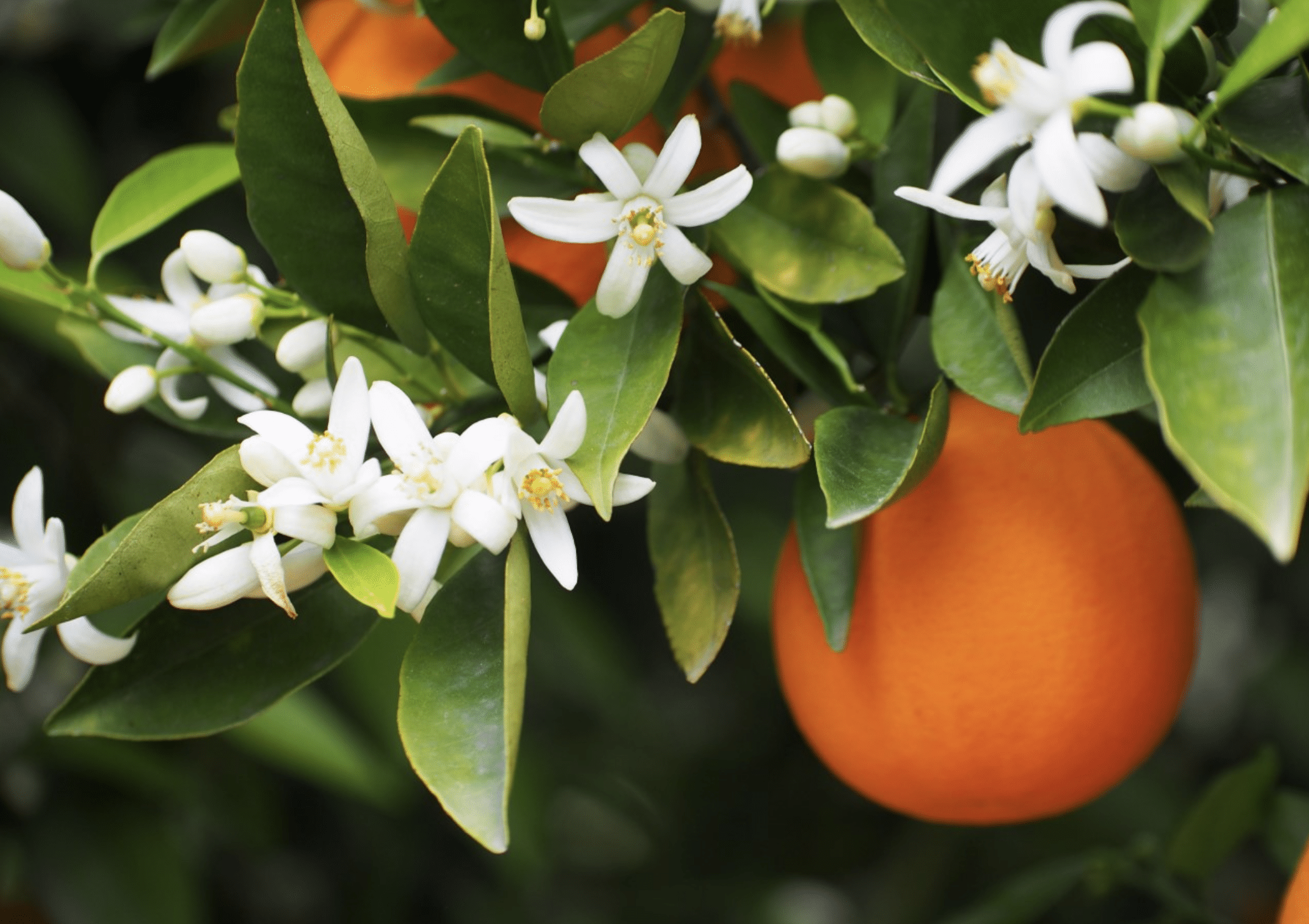 As Sage is phasing out, Citrus is coming soon!