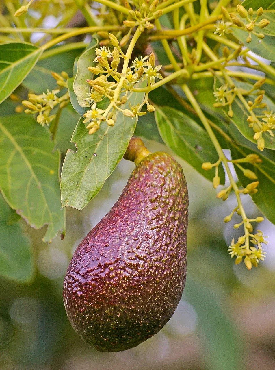 Introducing Avocado Honey