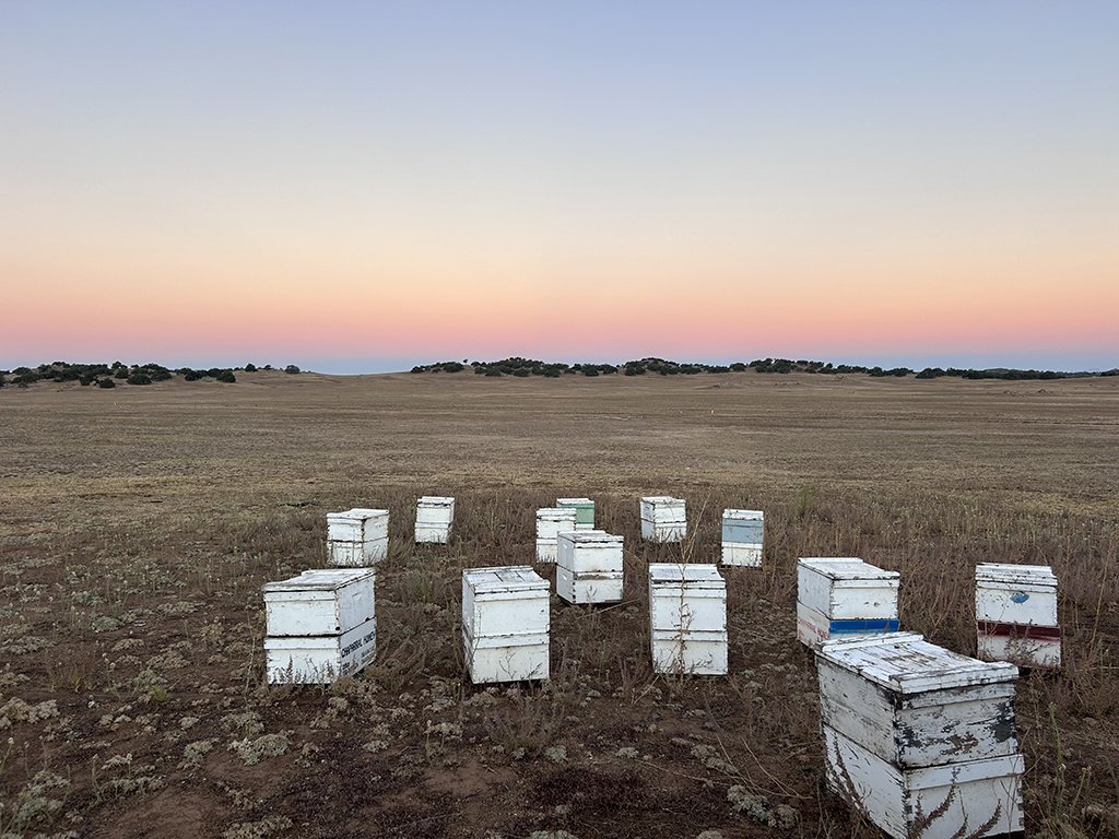 Bee-boxes.jpg