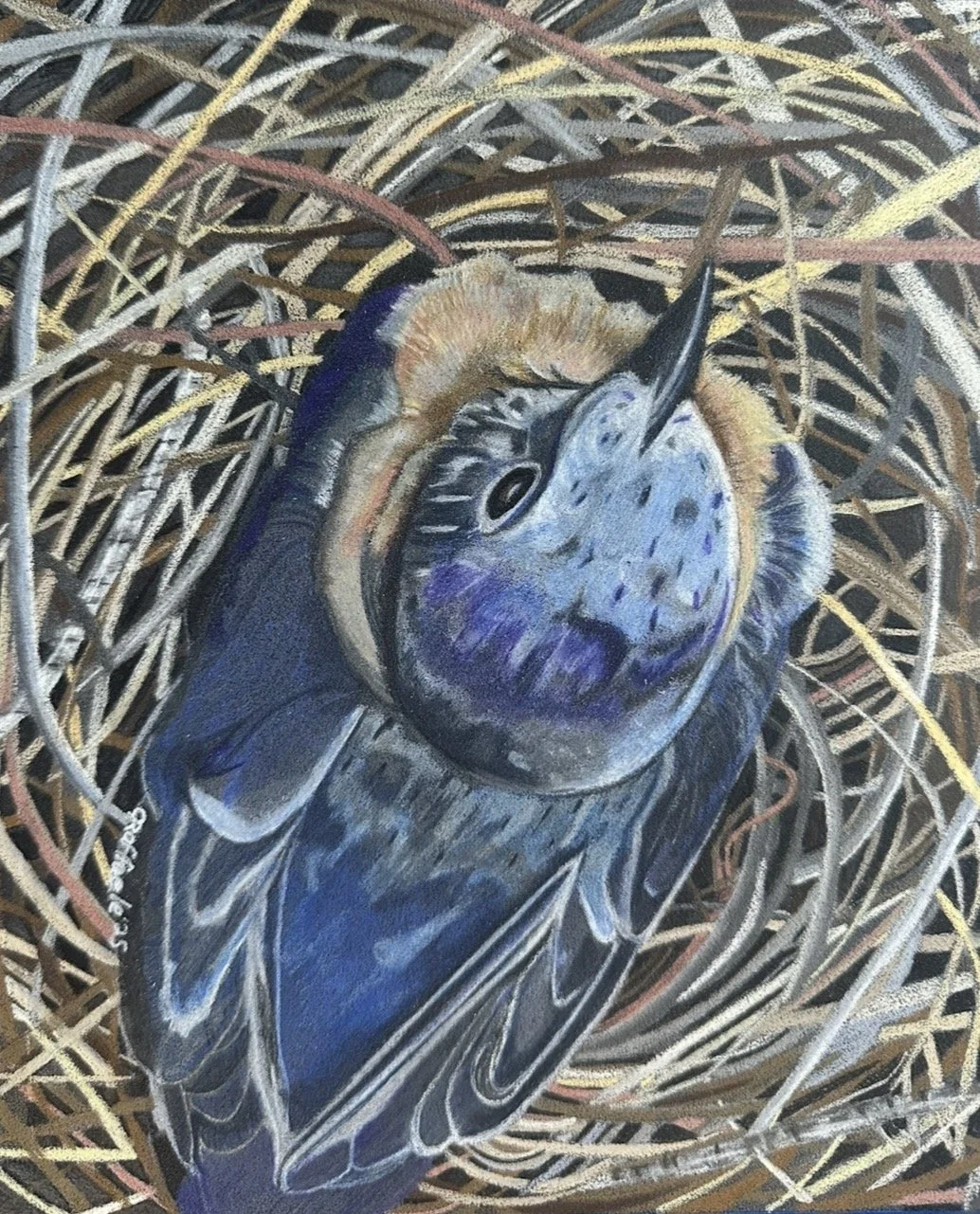 Blue Bird in Nest