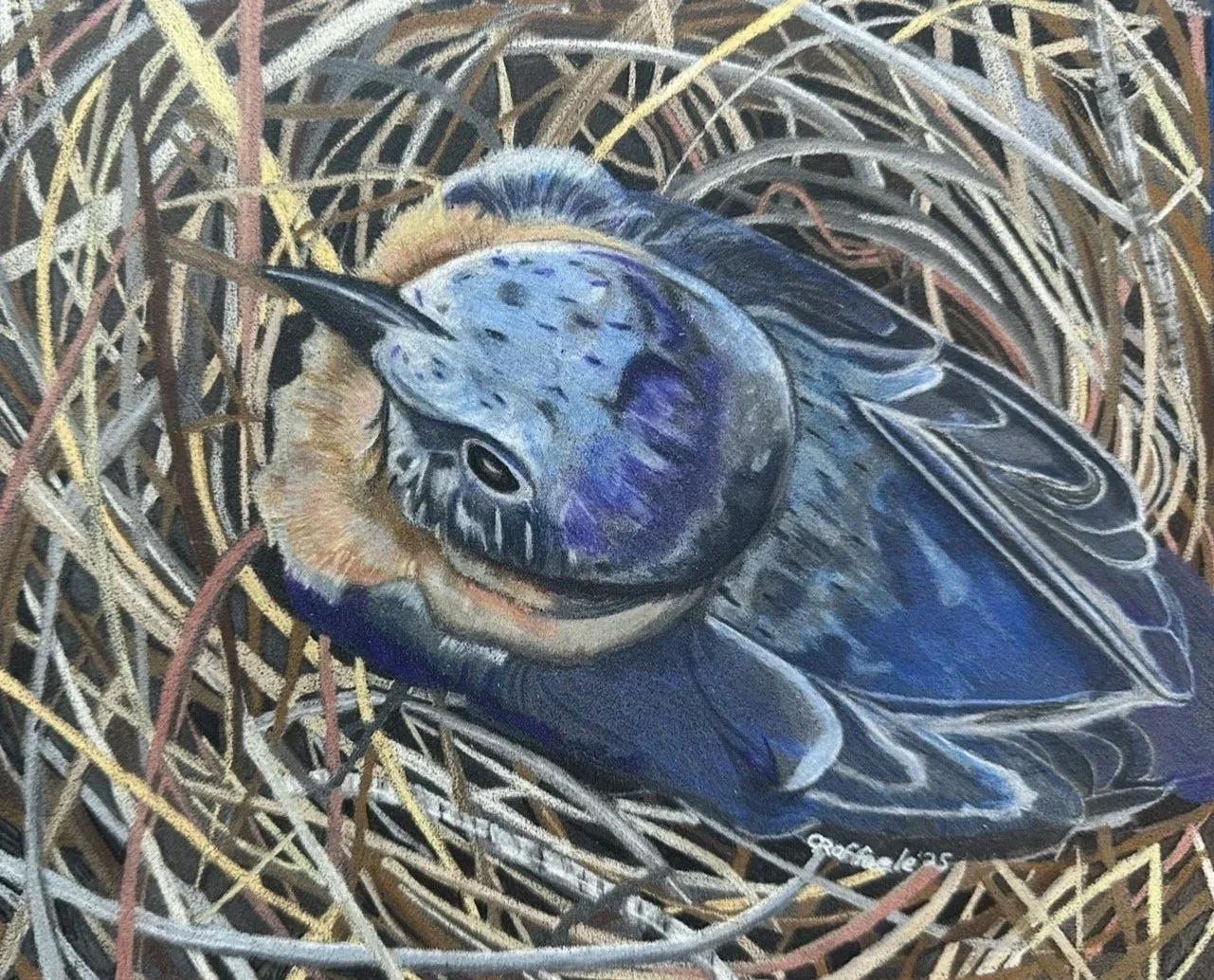Blue Bird in Nest