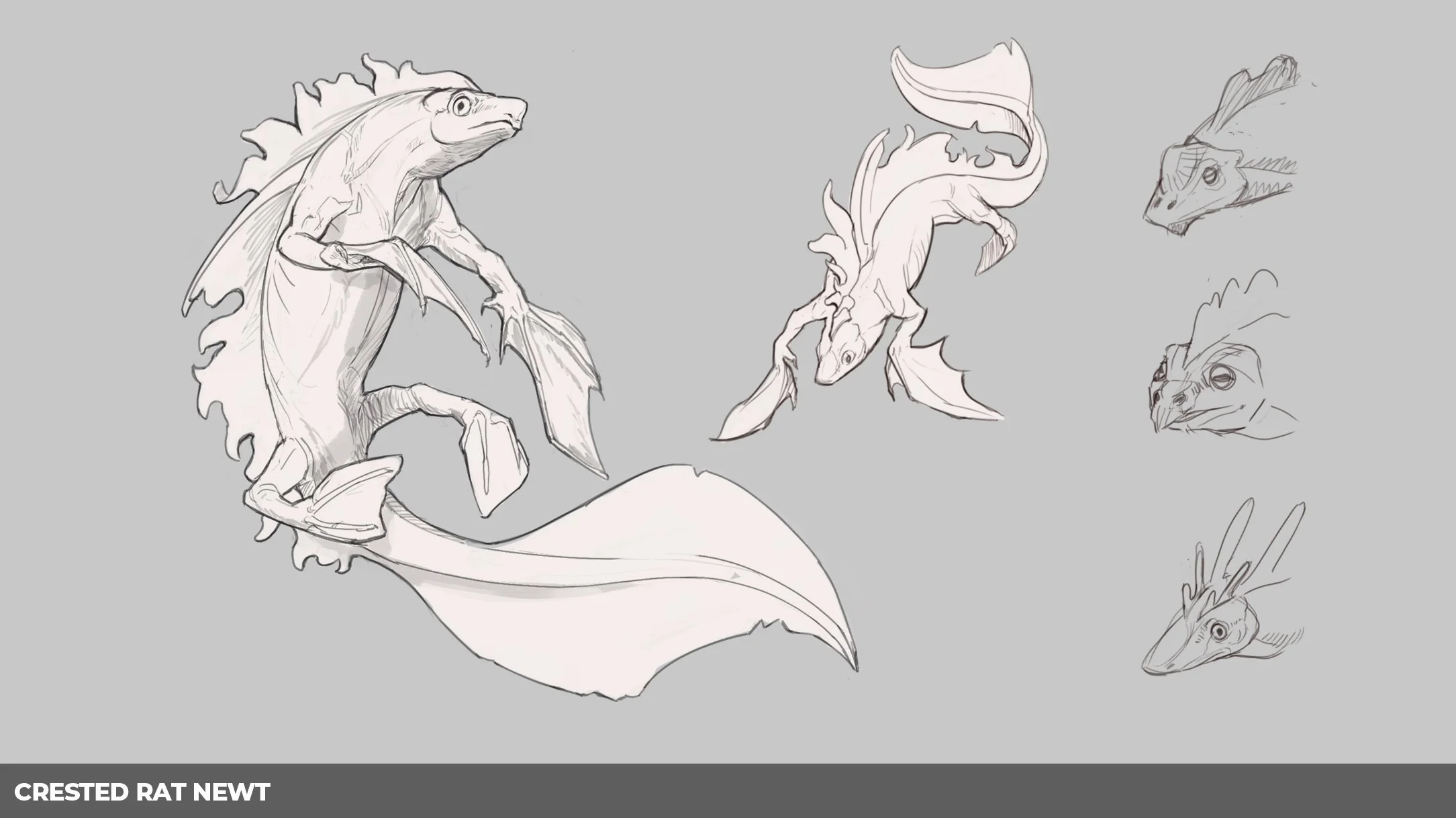 CrestedRatNewt_poses.jpg