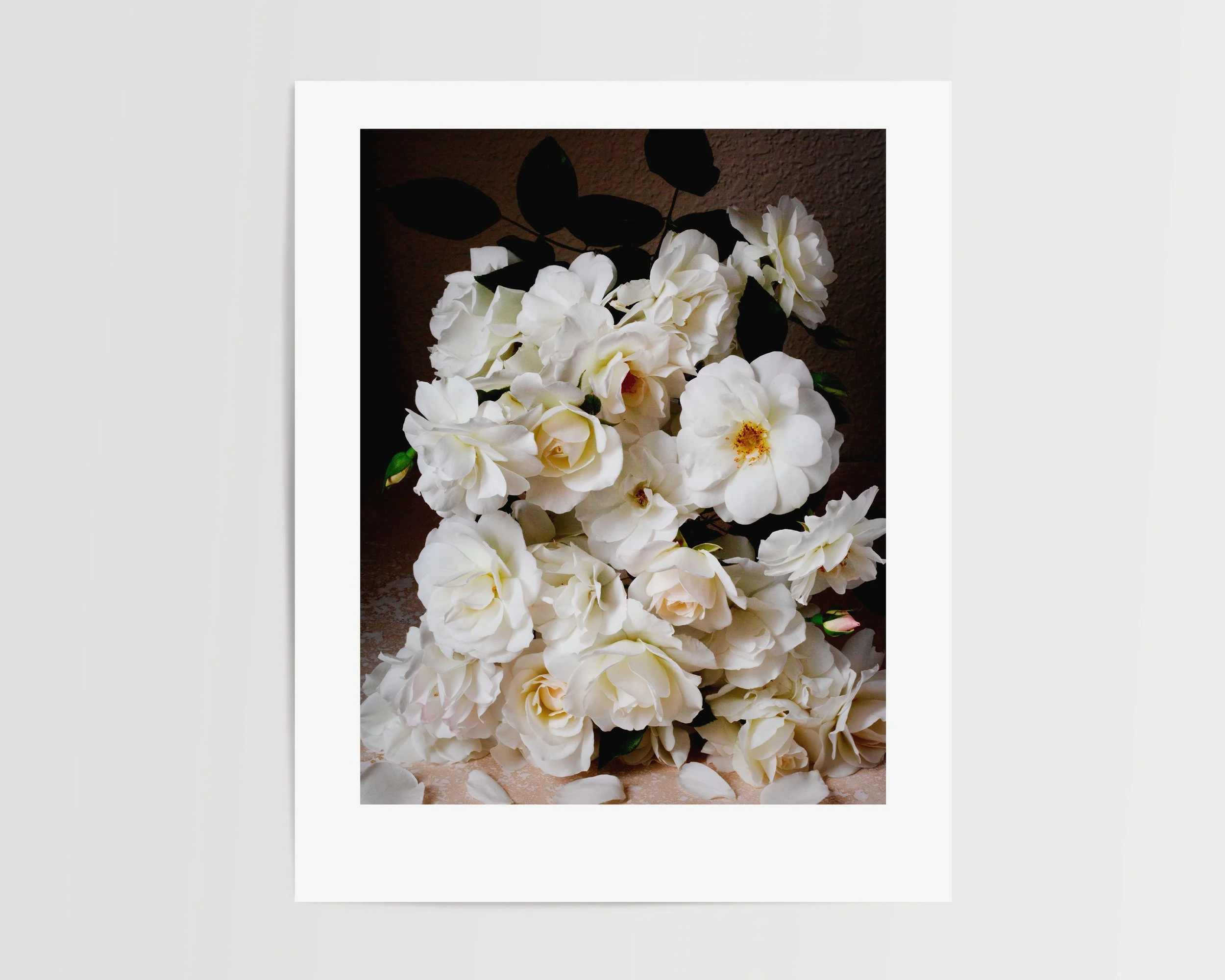 Still Life of White Roses in Studio