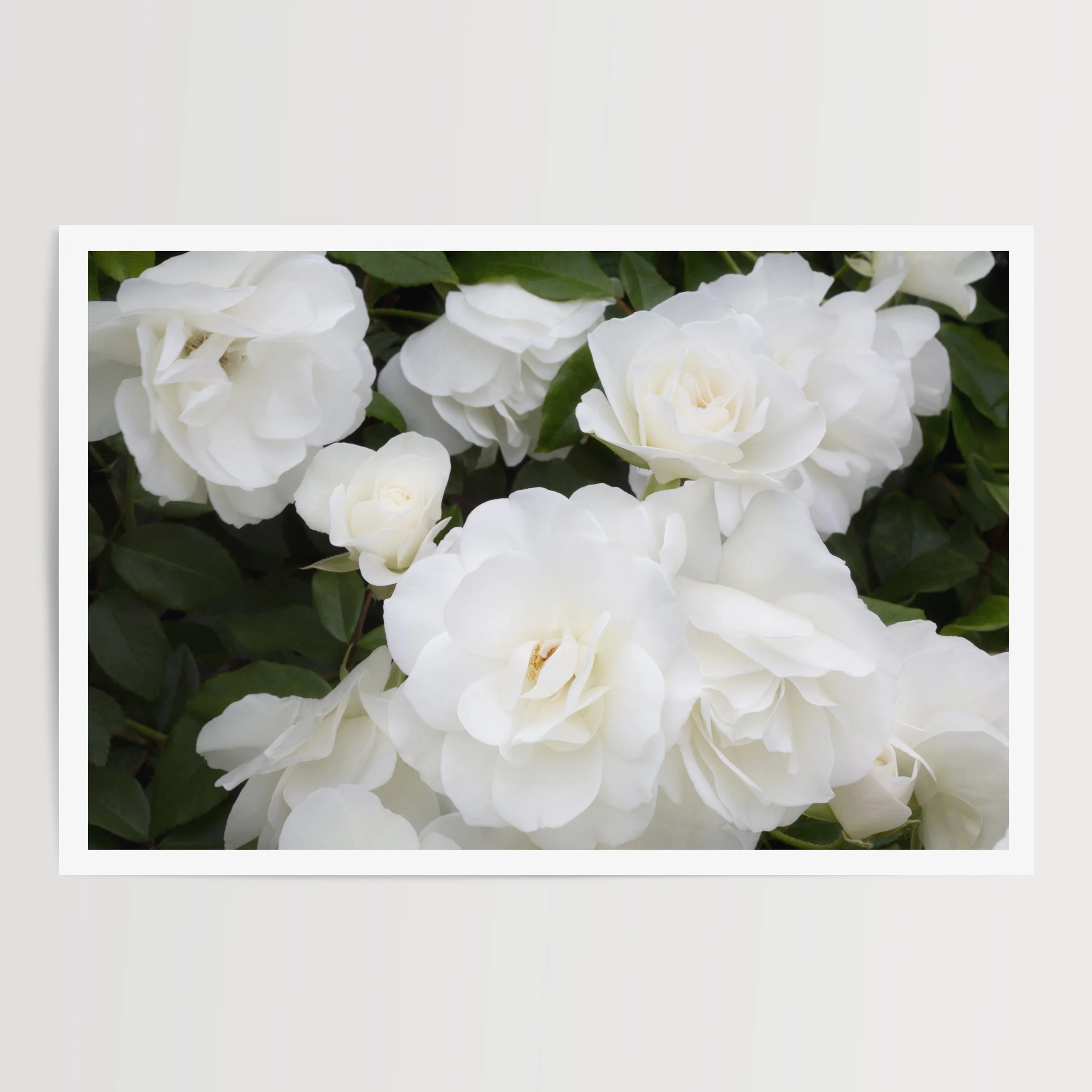 moody fine art flowing photograph of white roses
