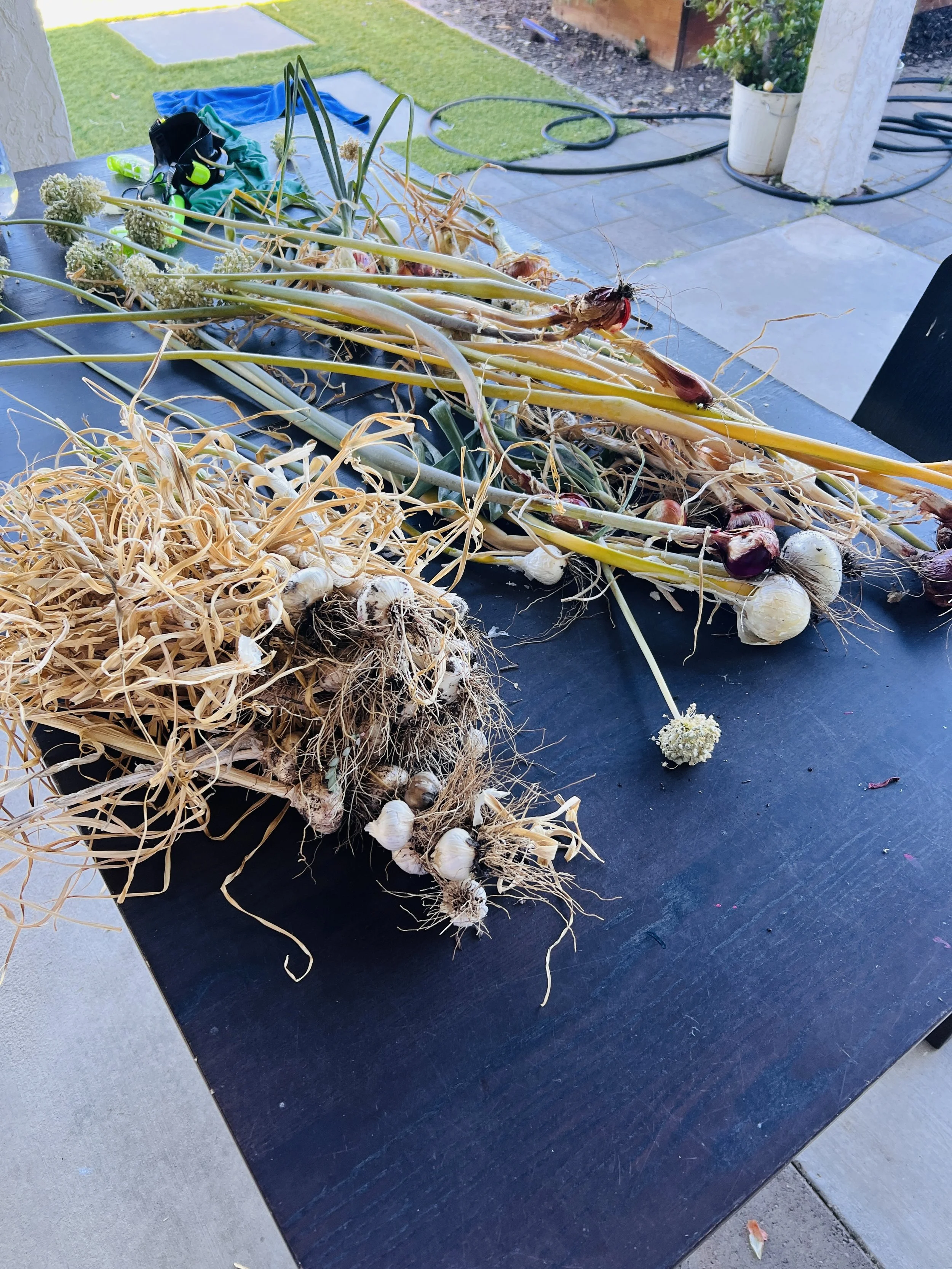 bunches of garlic, onions and onion flowers on table