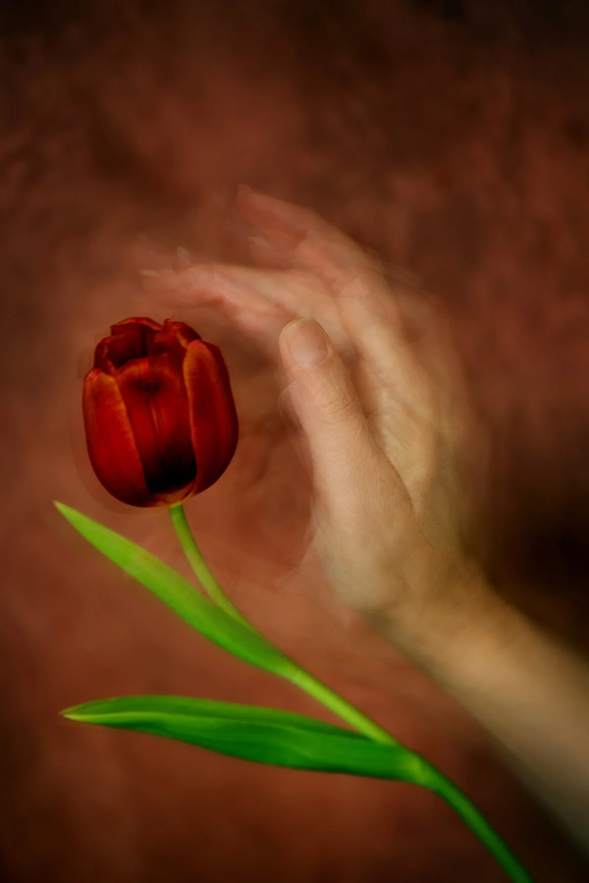 Vote for My Photograph in the 1839 Awards Color Photography Contest