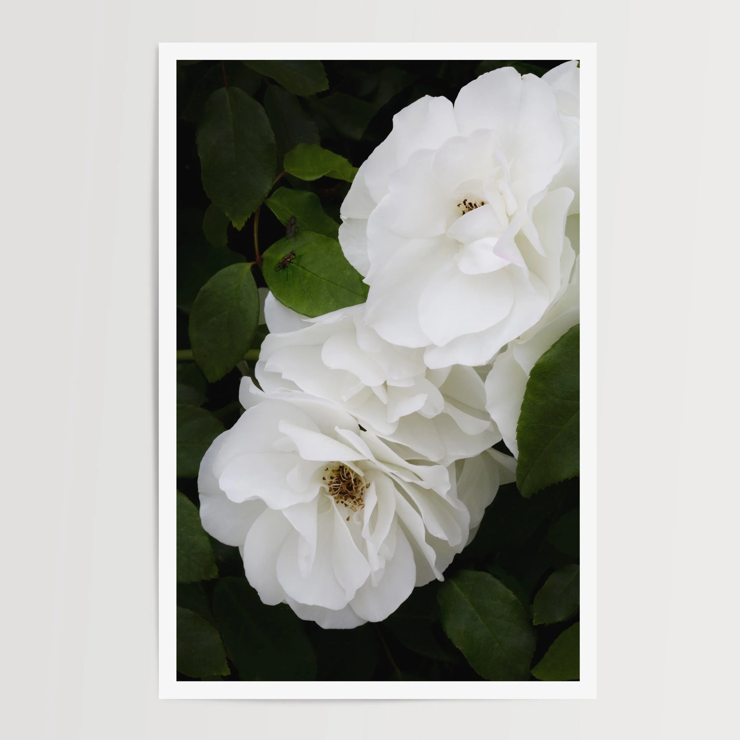 moody fine art flowing photograph of white roses