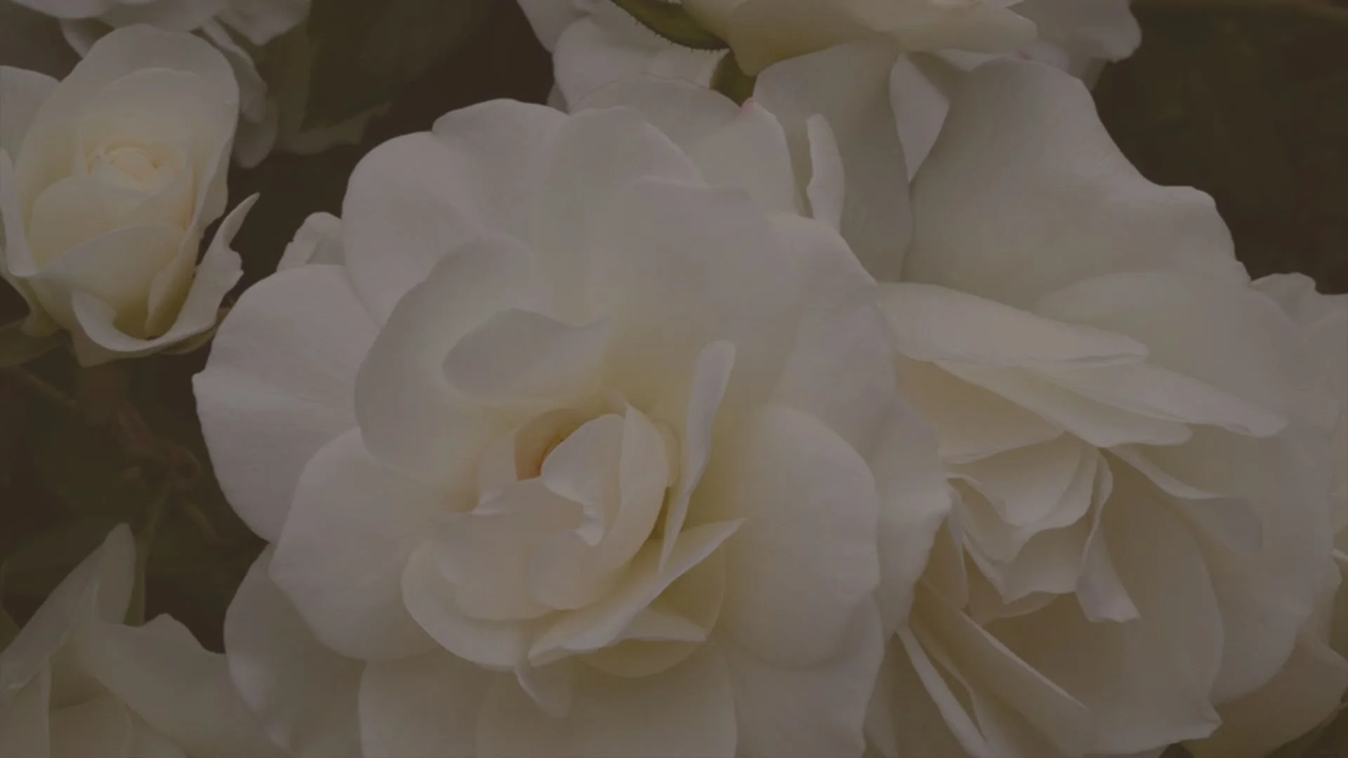 Blooming in Stillness video for website.jpg