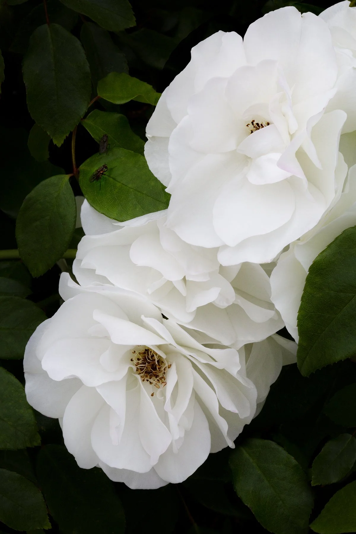 moody fine art photograph of white roses