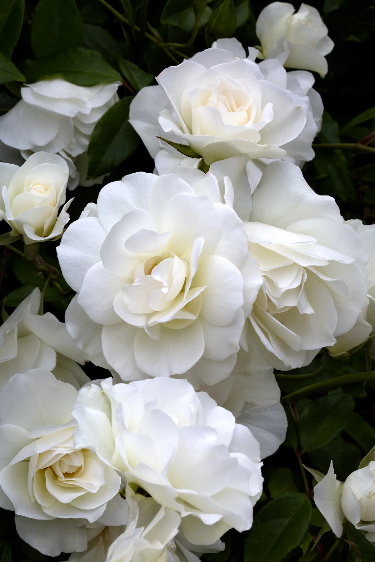 moody fine art photograph of white roses