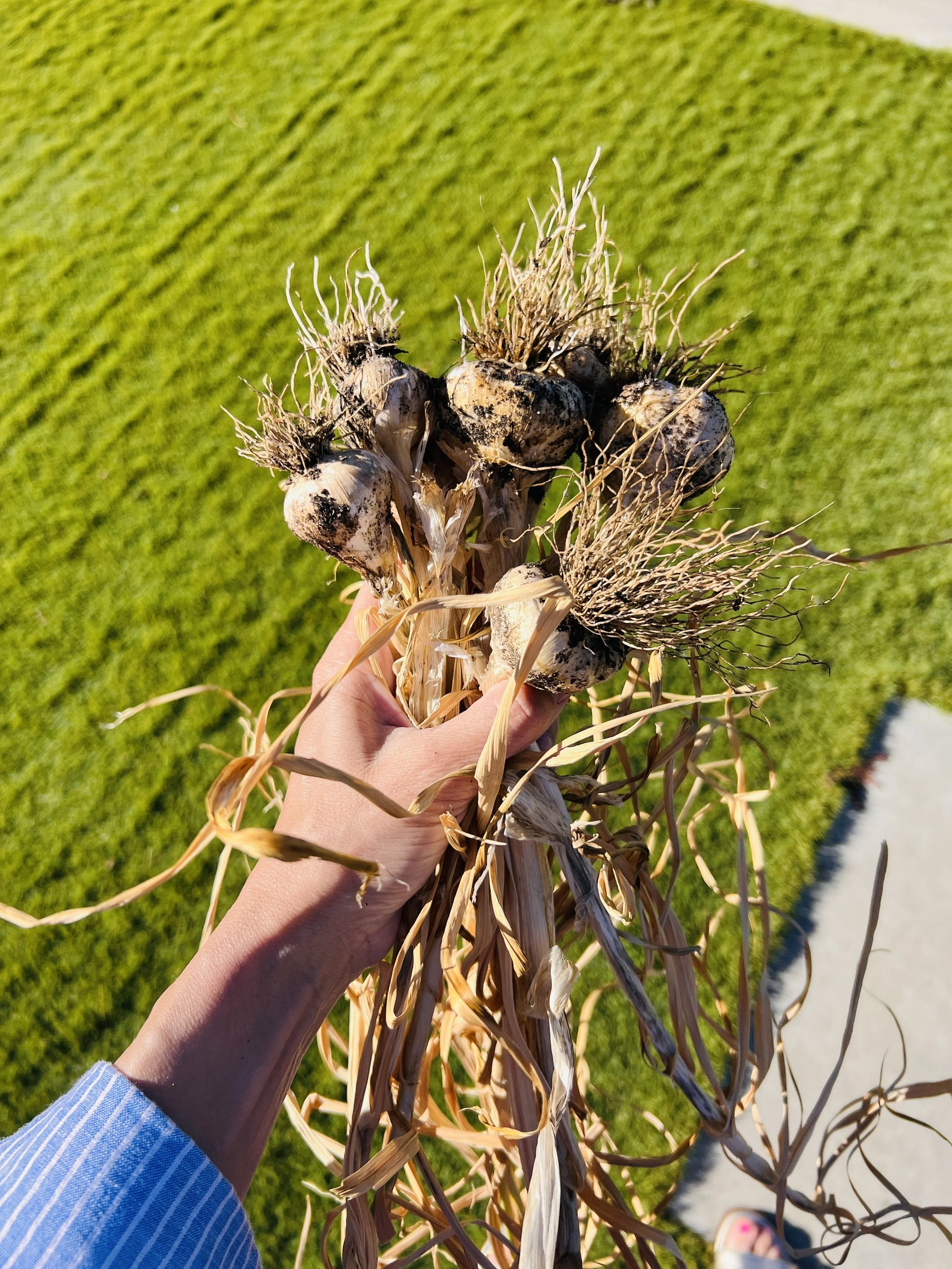 hand holding bunch of garlic right from the ground