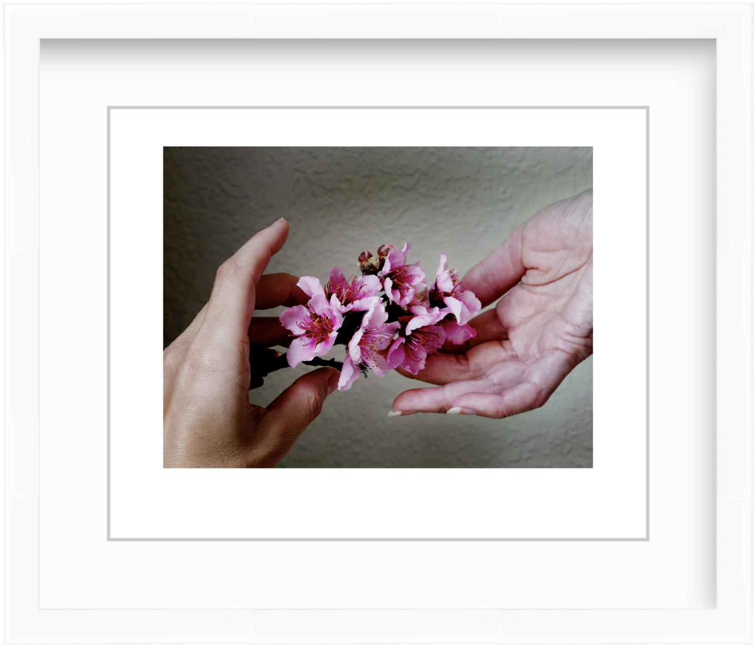 Two hands gently passing delicate peach blossoms in a moody, low-light still life composition.
