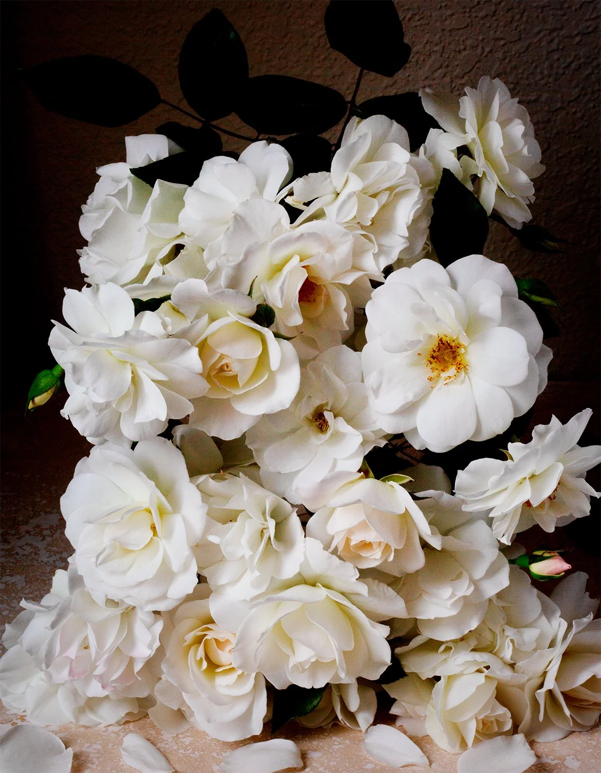 White roses arranged in a studio still life with moody, low-key lighting and a dark background, creating a soft and elegant fine art floral composition.