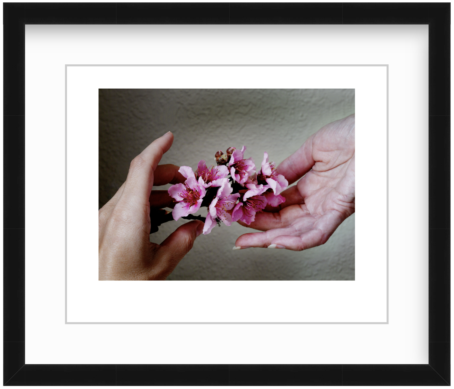 Two hands gently passing delicate peach blossoms in a moody, low-light still life composition.