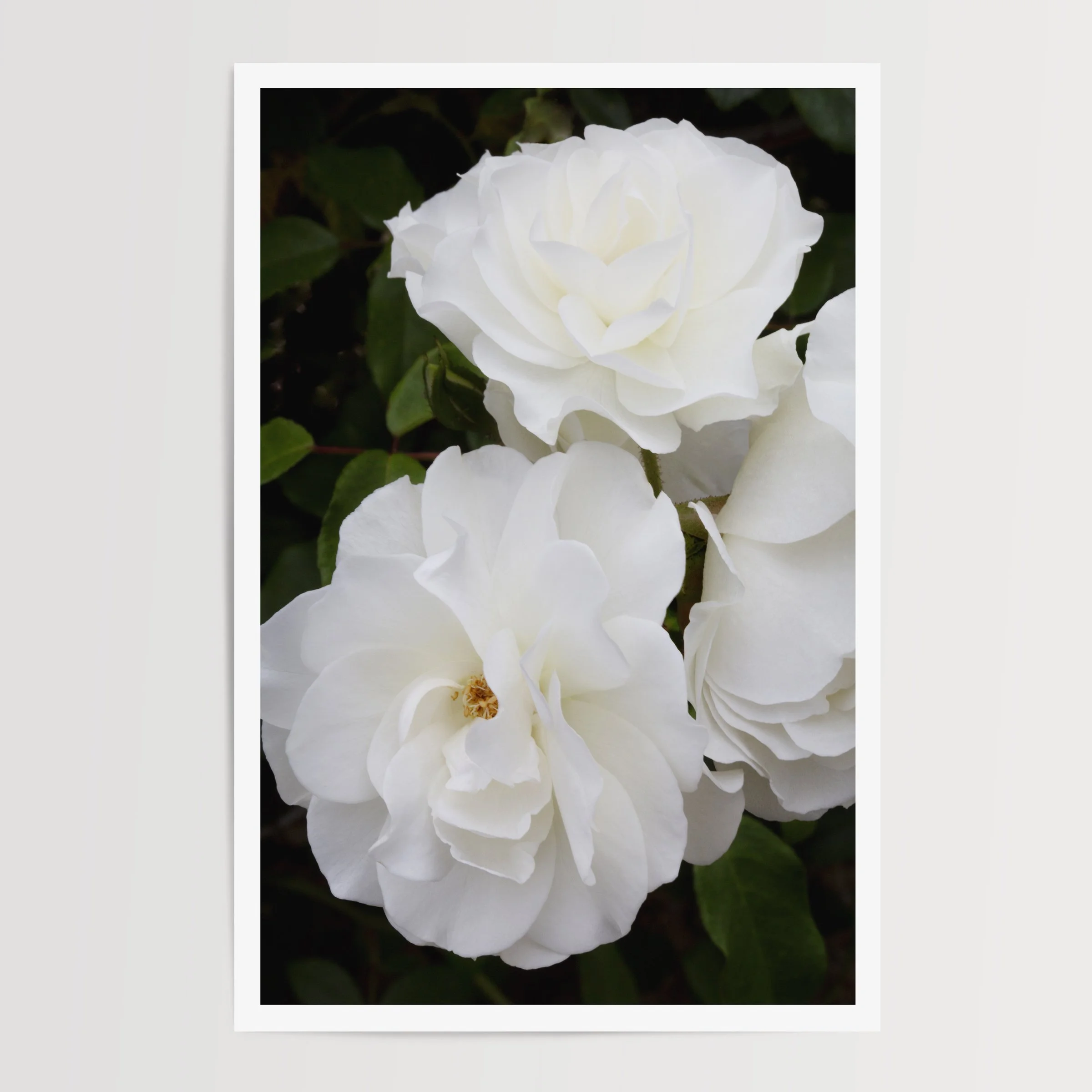 moody fine art photograph of white roses