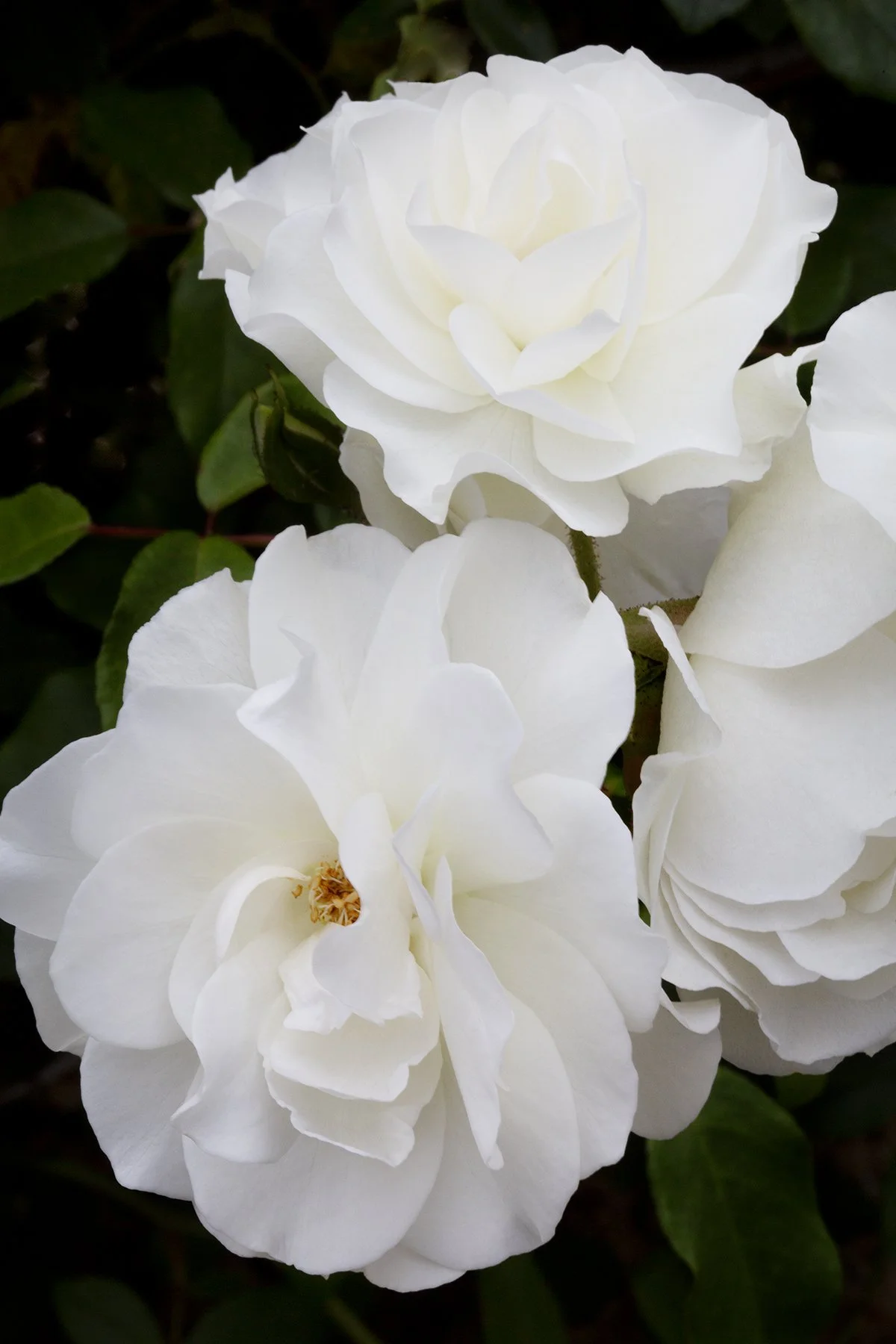 moody fine art photograph of white roses