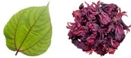 Mamaki Hibisucs.jpg