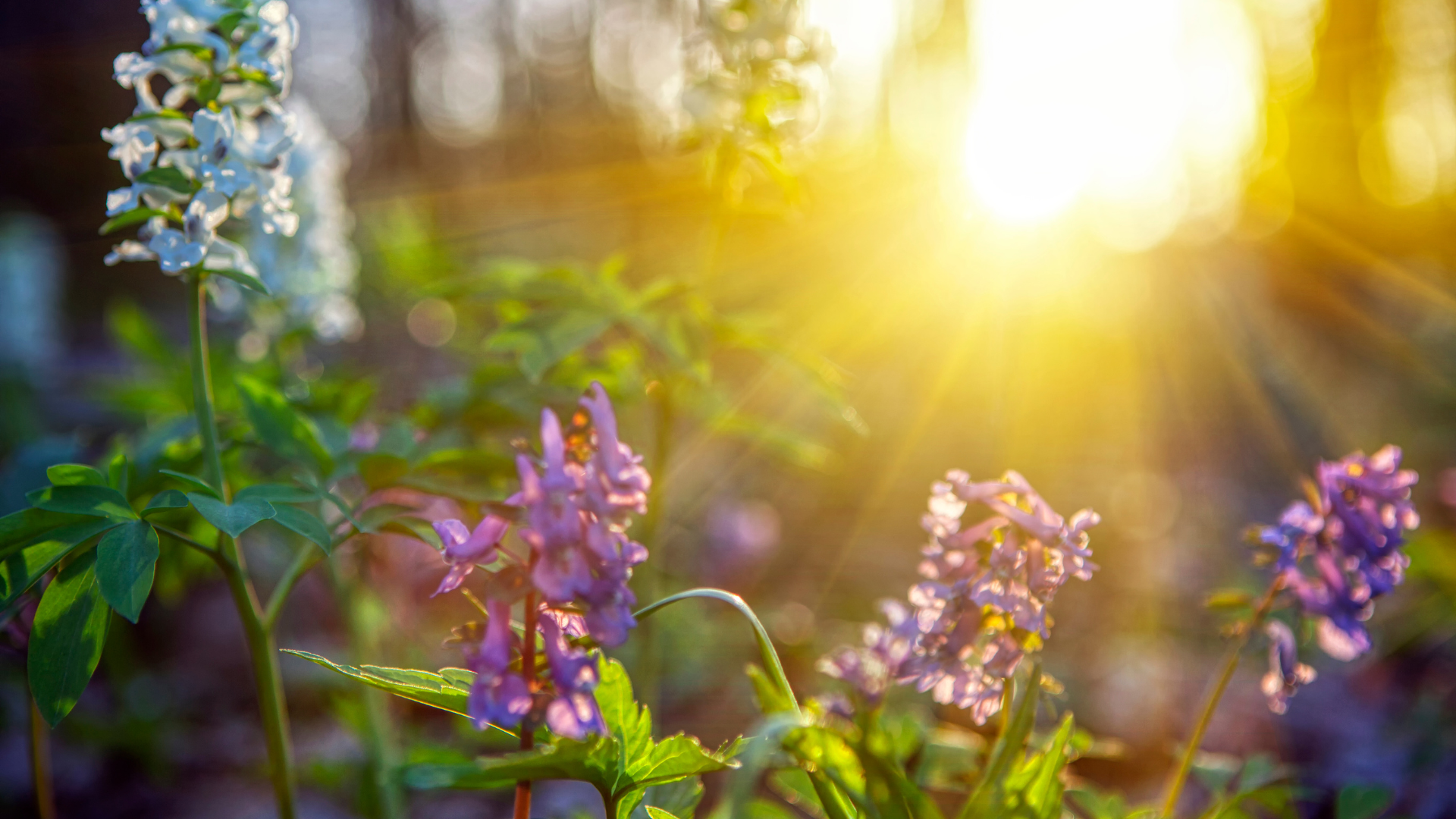 Close-up of purple and white flowers in a garden during sunset with sunlight filtering through trees.