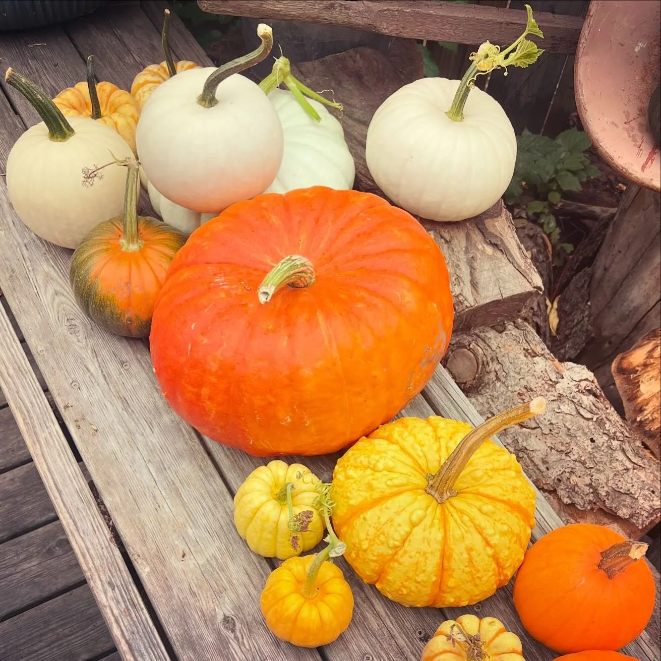 🍁🍂 Fall is in the air, time to brighten up your porch with pumpkins 🍁🍂