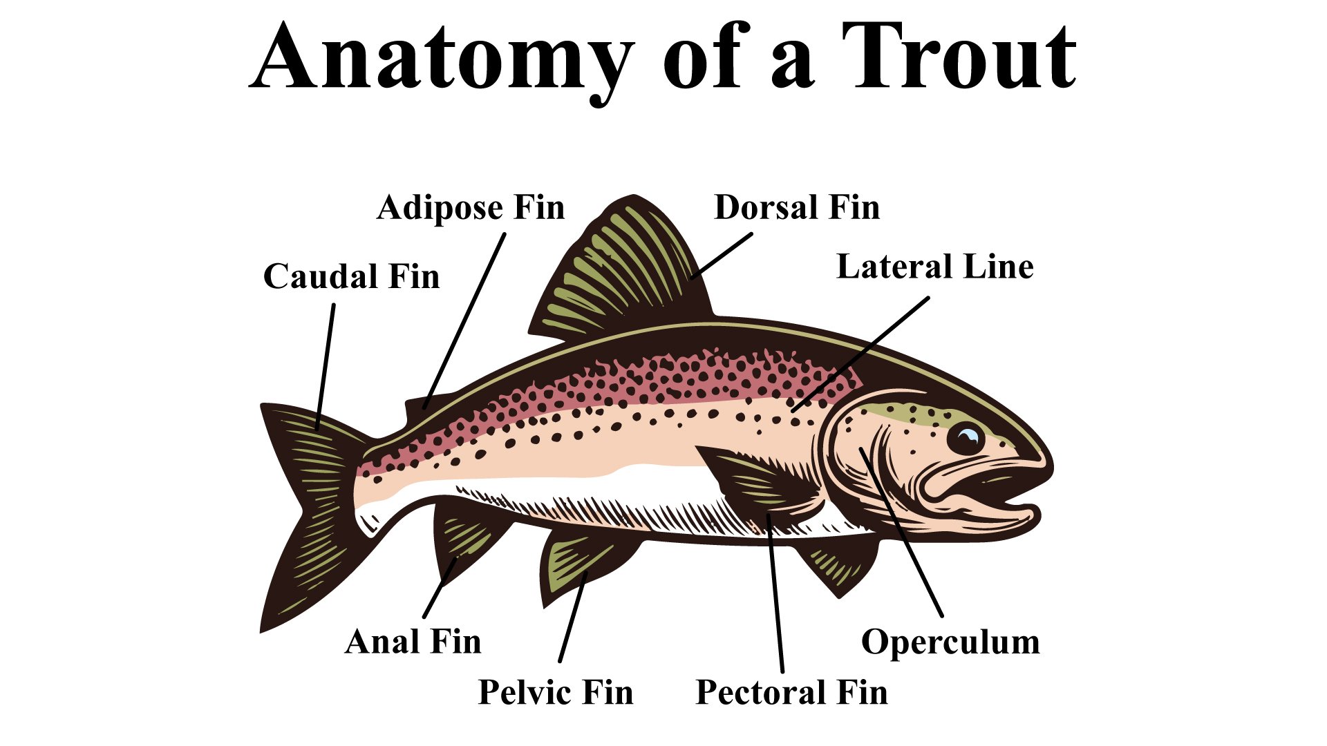 The Anatomy of Trout: A Guide to Identifying the Species We Love to Chase