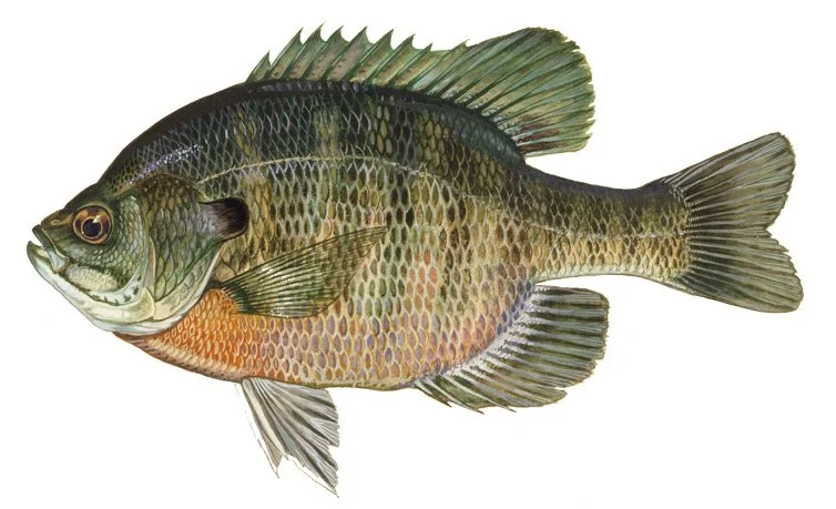 Panfish - How to Fly Fish for Them