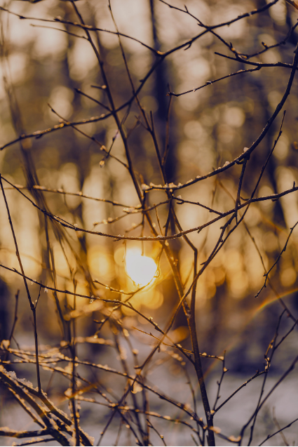 Untitled design (12).png