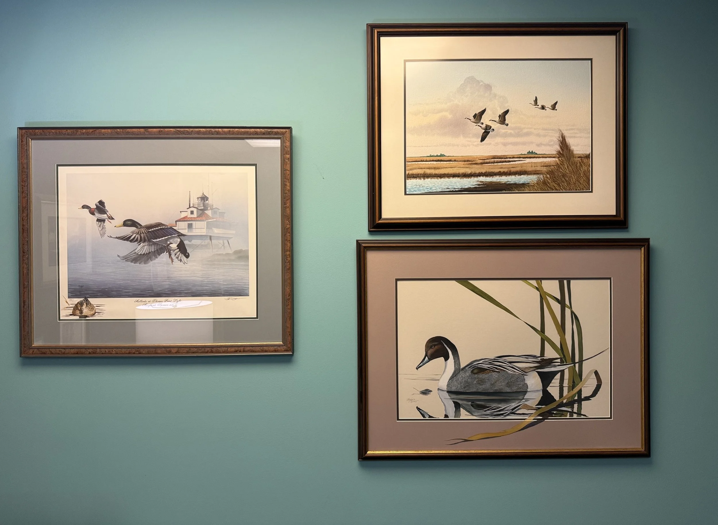Three framed nature prints on a teal wall, depicting ducks and marshland scenes.