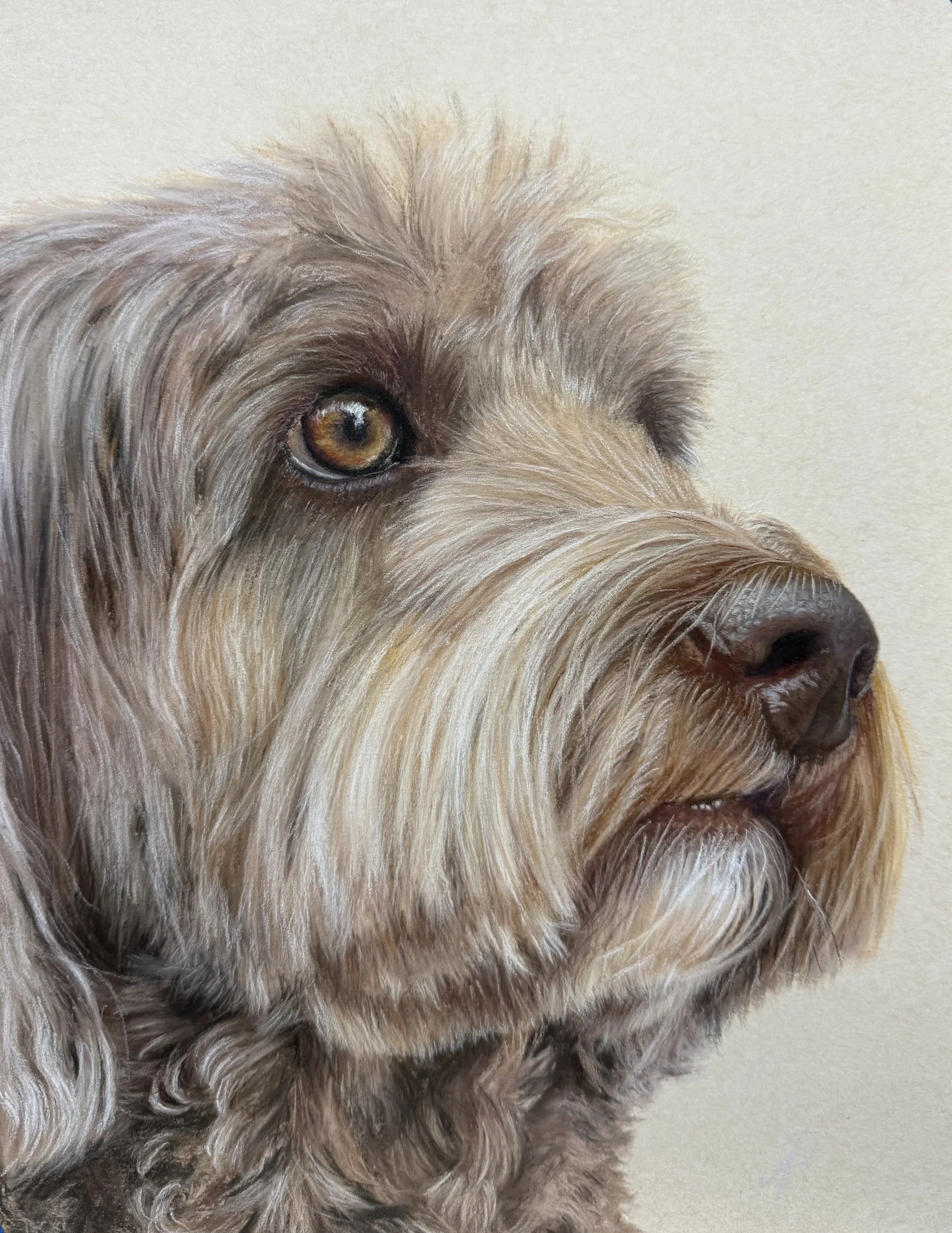 Clark, 2026. Soft pastels on sanded pastel paper - 13 x 9 inches. Private collection.