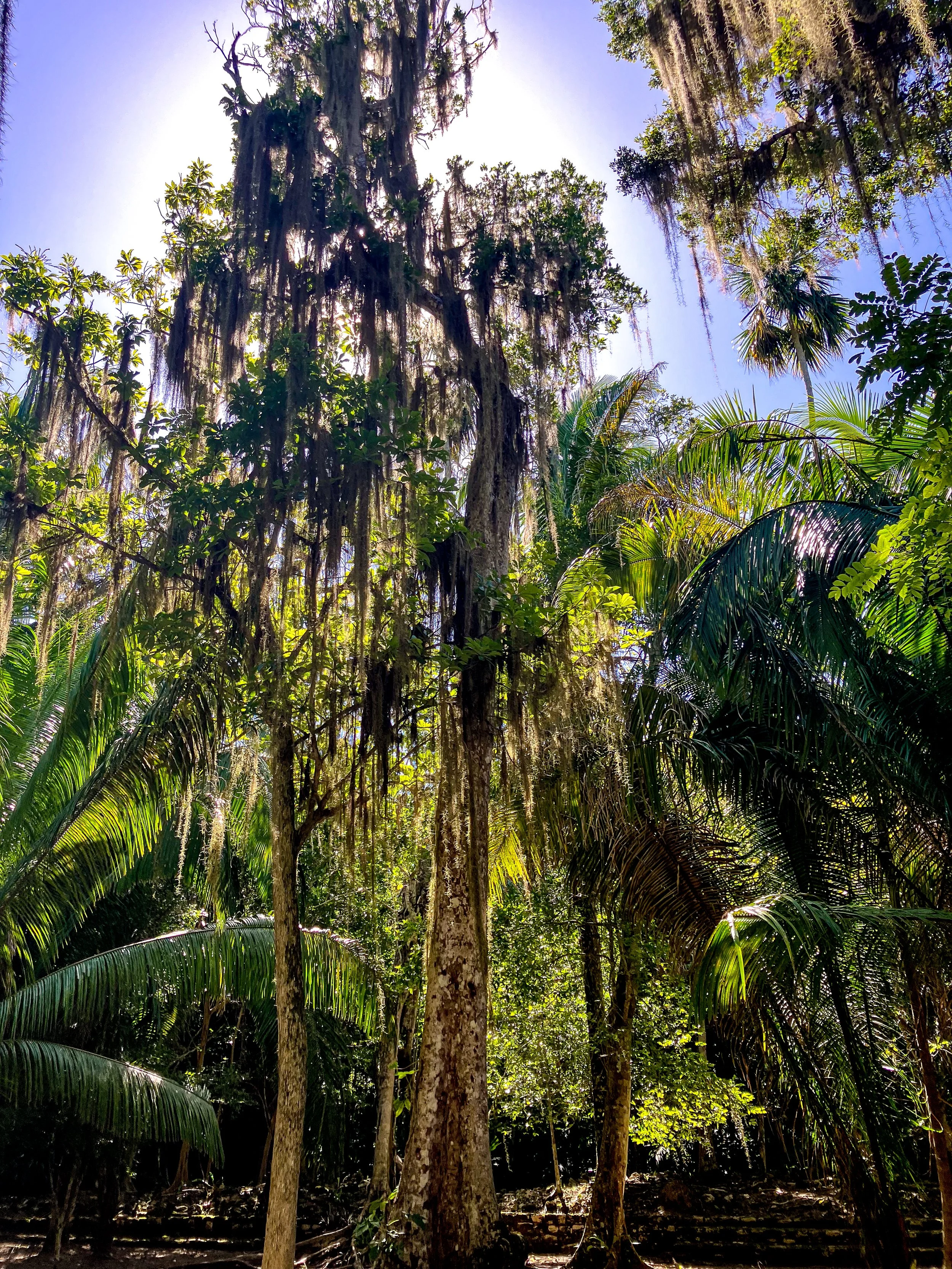 Sun shining through dense tropical forest with tall trees, hanging moss, and an array of green foliage.