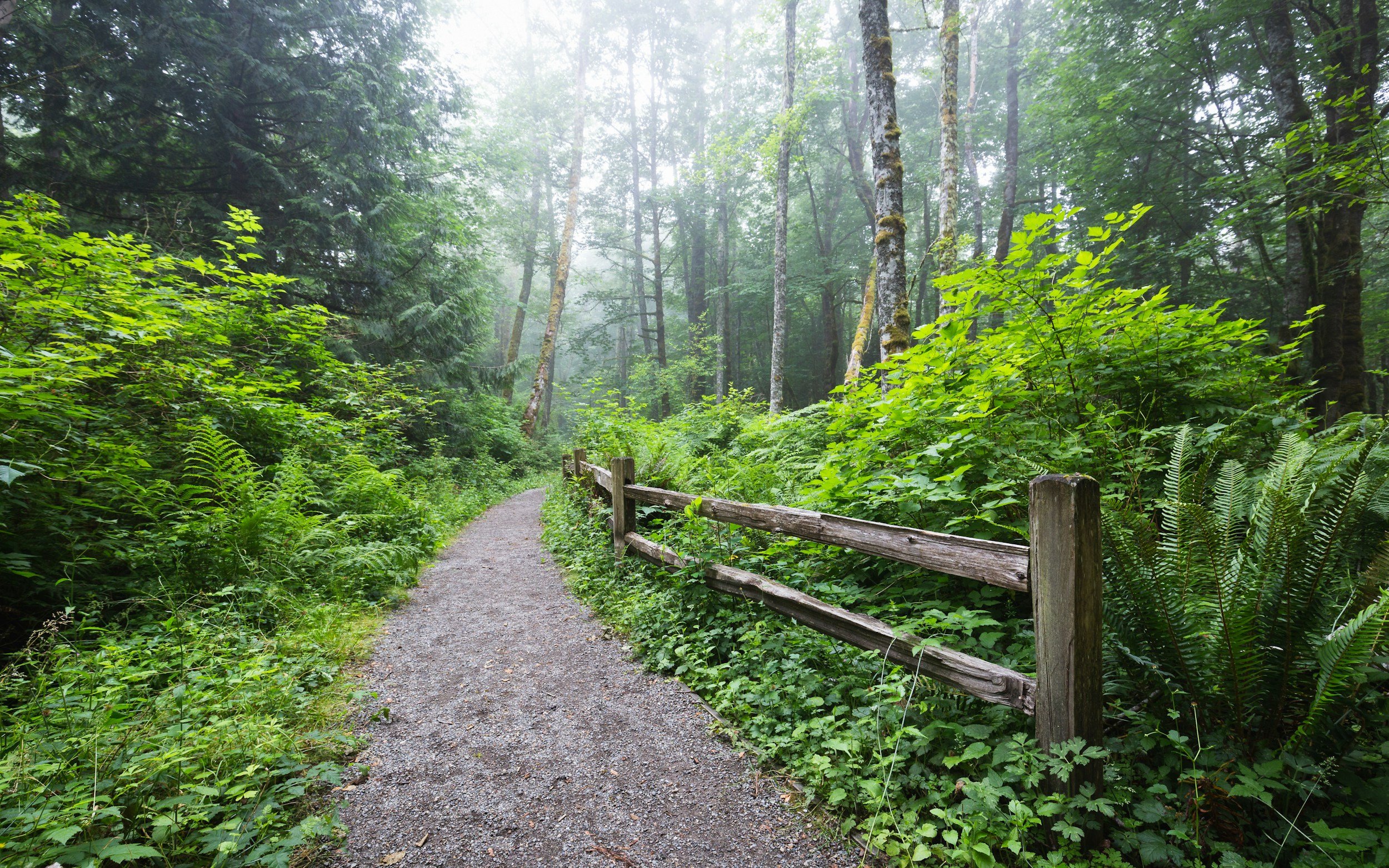 Path through a lush green forest with a wooden fence and tall trees, under a misty sky.
