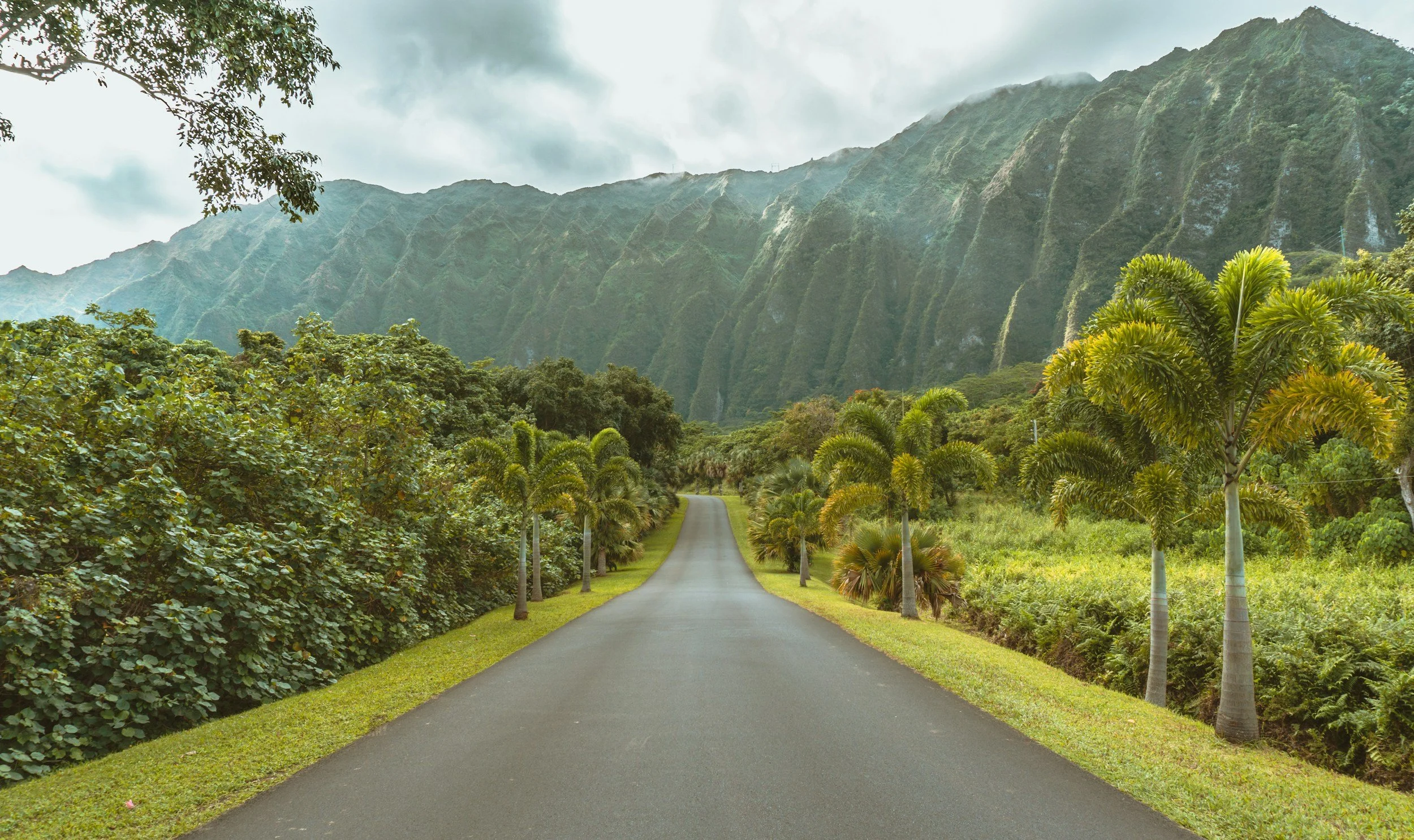 Scenic road lined with palm trees leading towards lush green mountains under a cloudy sky.