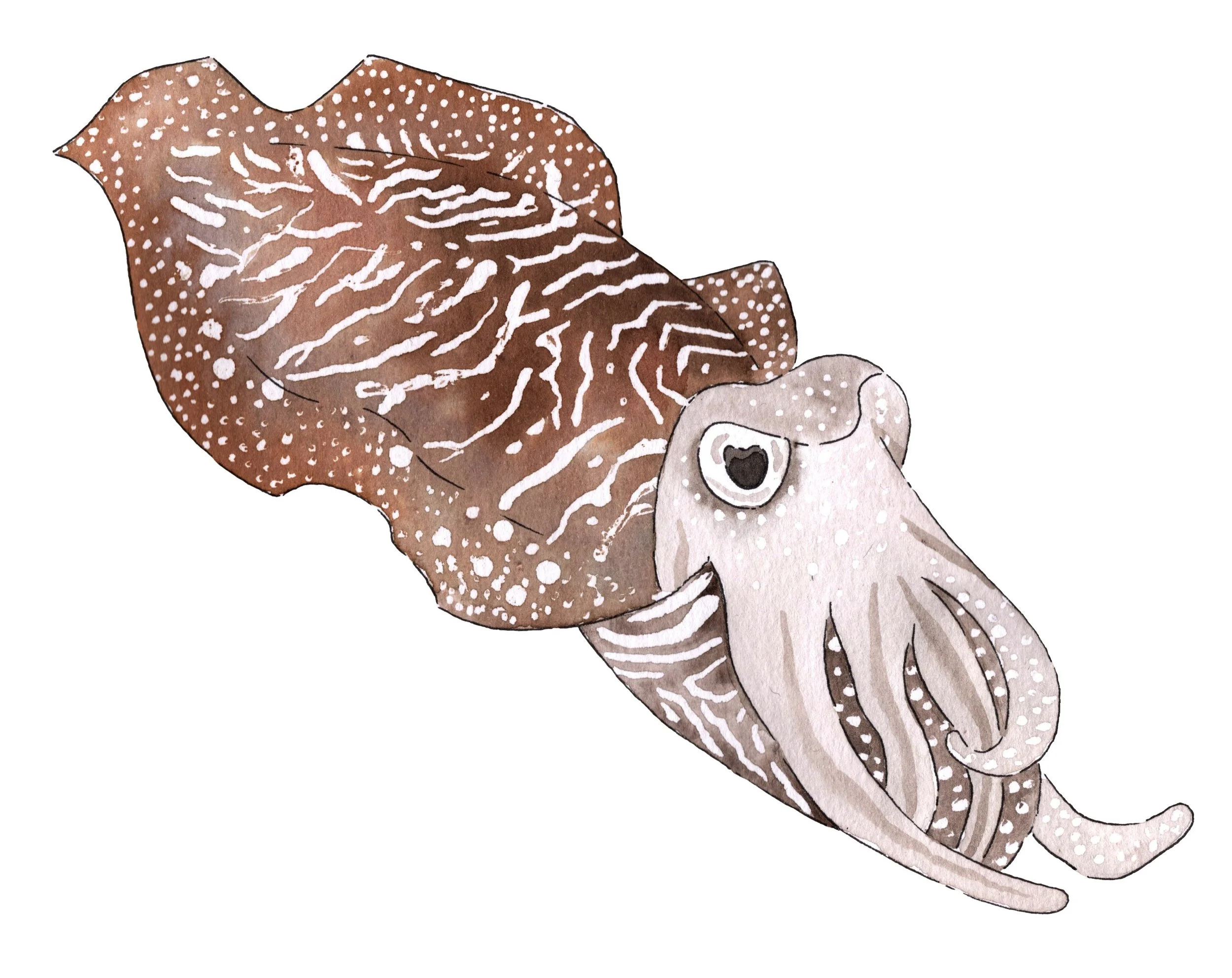 Sally Eyre Cuttlefish Painting 2026.jpg