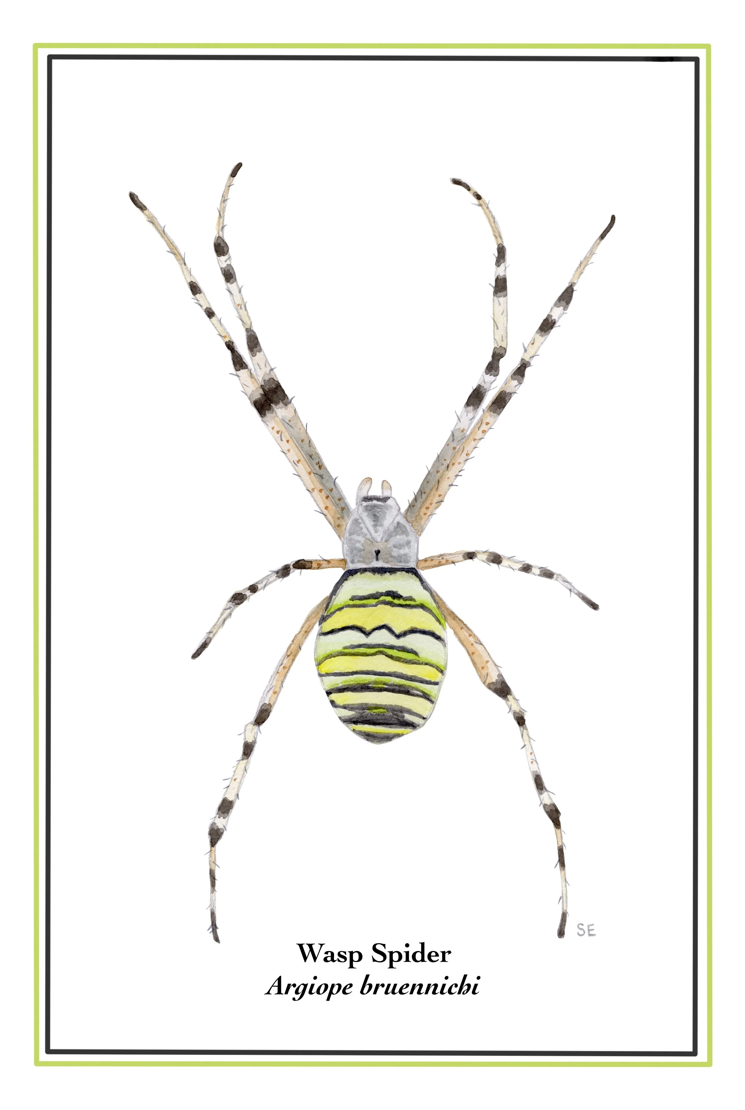Sally Eyre Wasp Spider Painting 2026.jpg