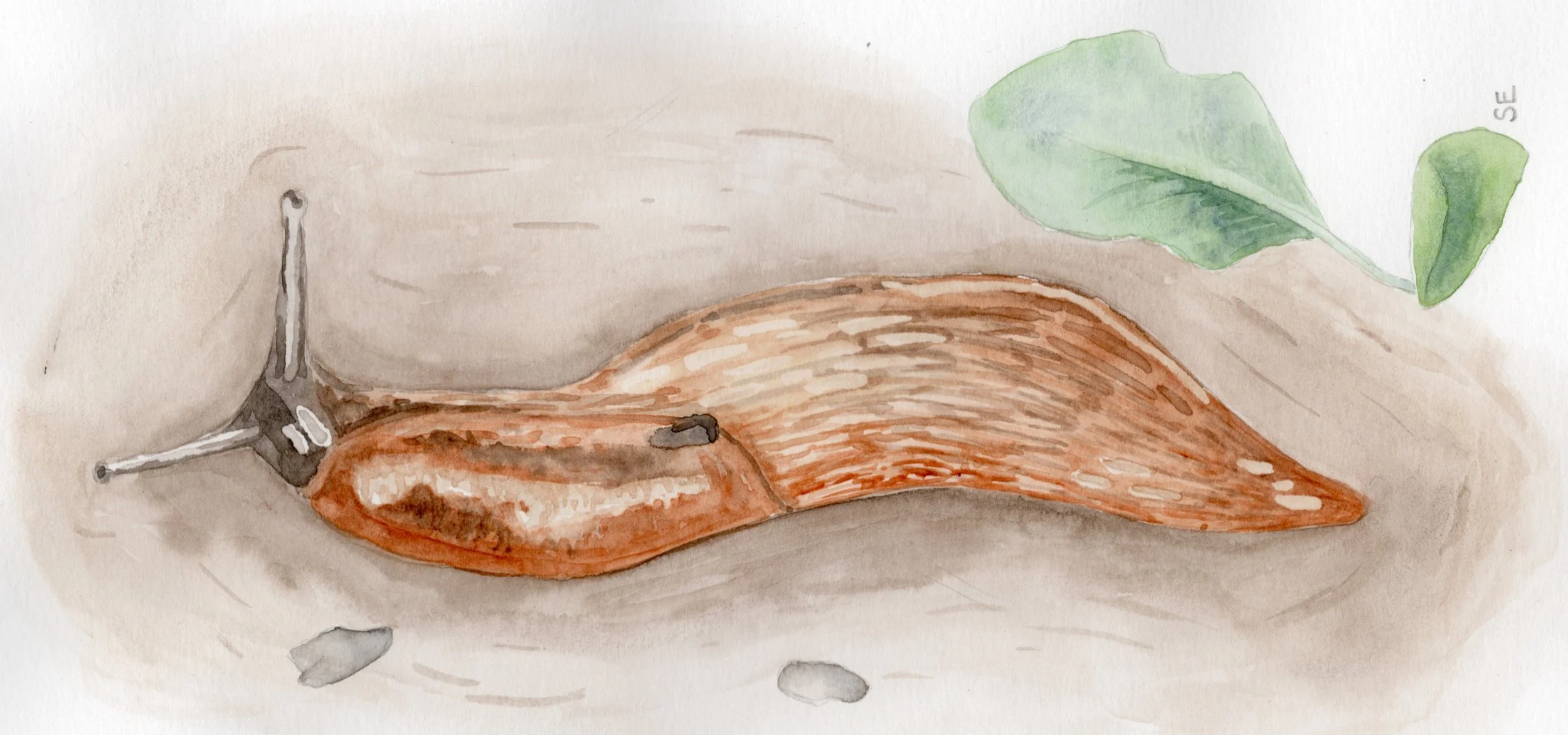 Sally Eyre Slug Painting 2026.jpg