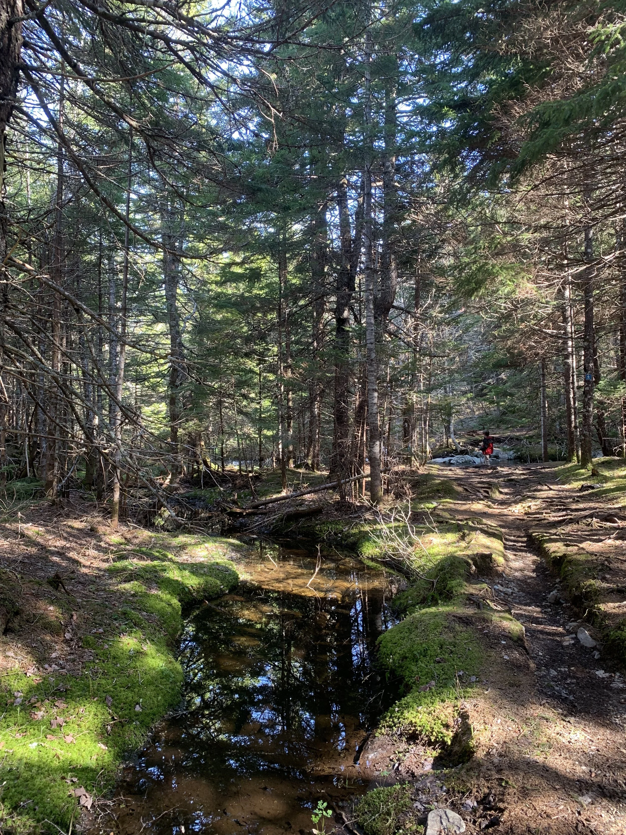 Forest scene with a narrow stream running through, surrounded by lush green moss, tall trees, and sunlight filtering through the branches. Fundy National Park.