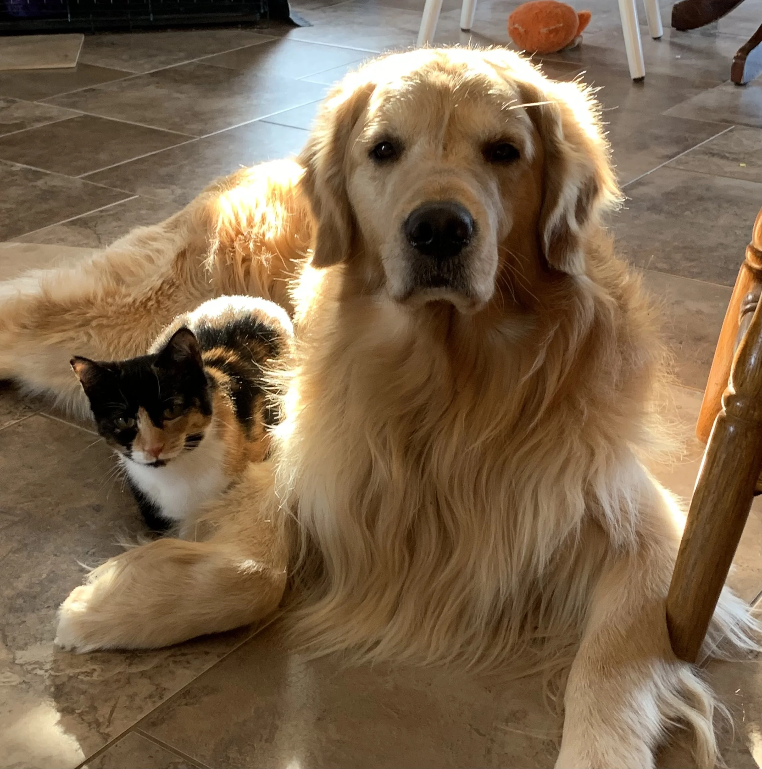 Lucky (Golden Retriever) and Mocha (Calico cat) sitting together on tile floor indoors. Beyond their companionship, pets provide incredible healing benefits for humans, offering comfort, reducing stress, and positively impacting cortisol levels.