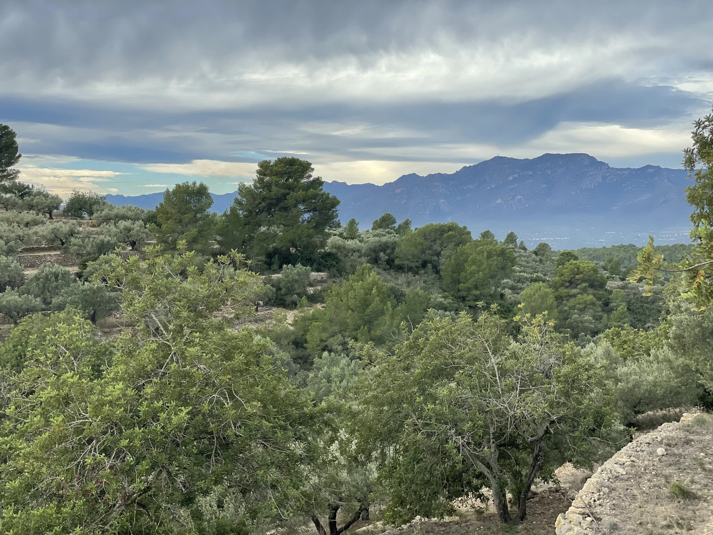 Semana del Olivo (Gemeinsam ernten)