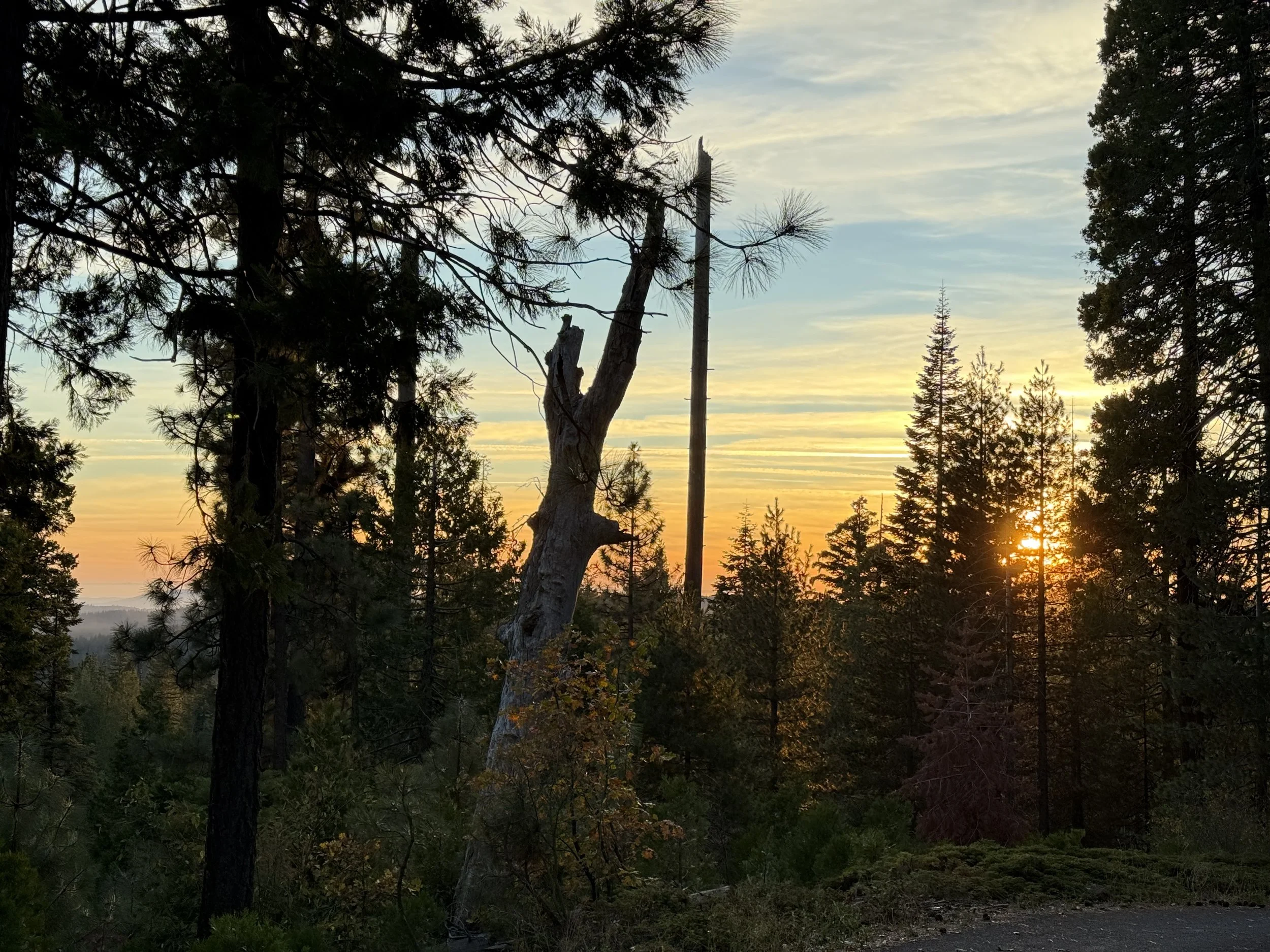 Hathaway Pines & Avery