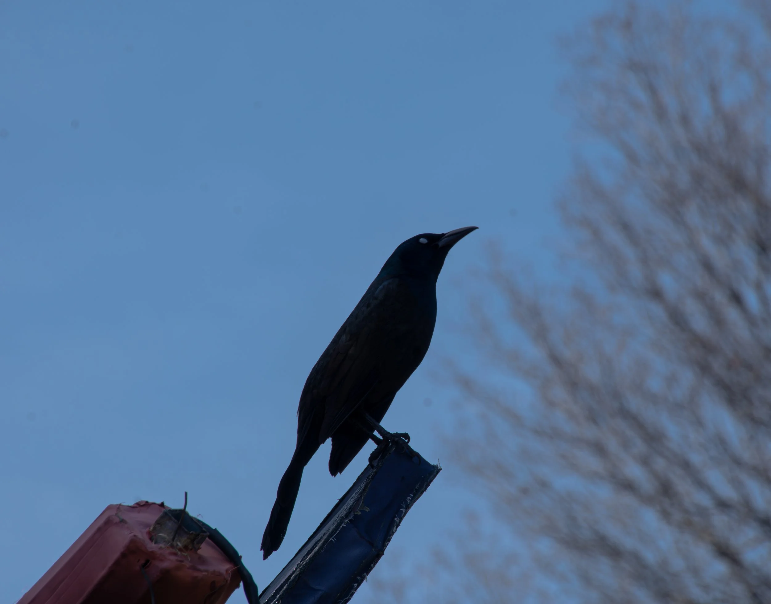 RCO_MAR24_zoo-12.jpg
