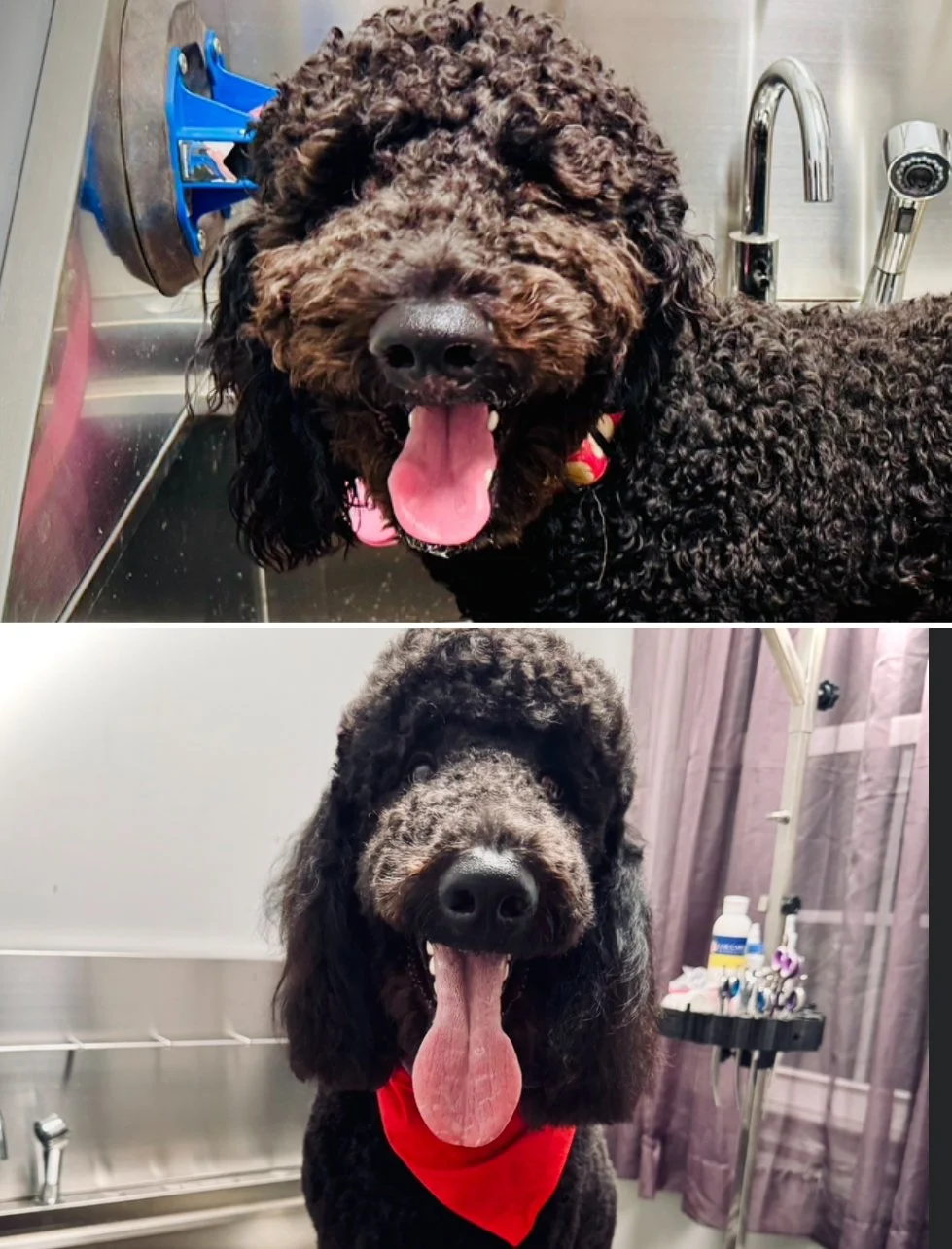 Oh my sweet walker! His parents take great care of his coat and even let it grow a little long- which I love! Doesn't he just have the cutest face?