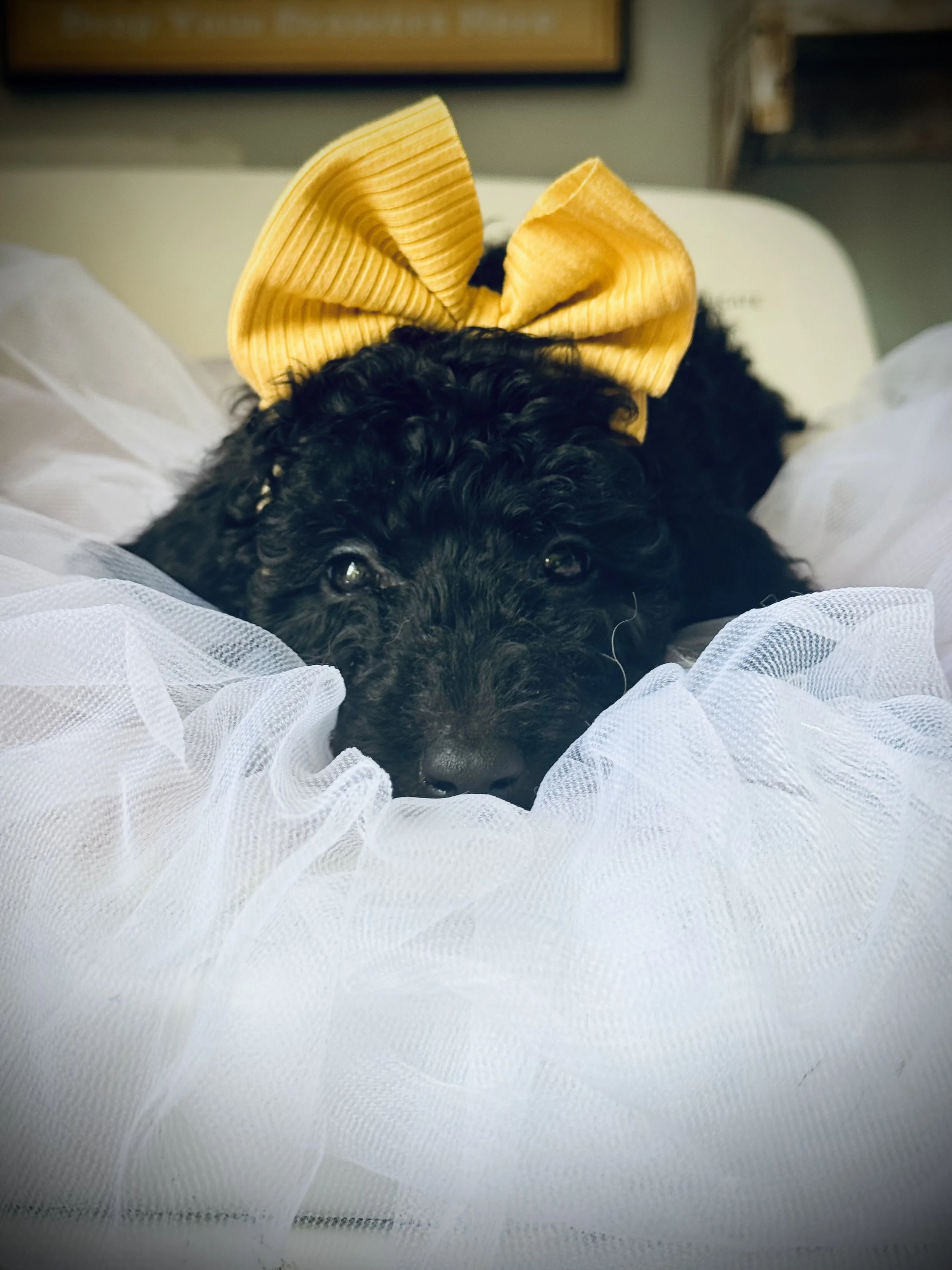 Introducing puppies to grooming at an early age is crucial for dogs with continual growing hair/fur like poodles and shih tau's. I met this little cutie when she was just barely 8 weeks old- to introduce her to all the tools and sounds, give her a b