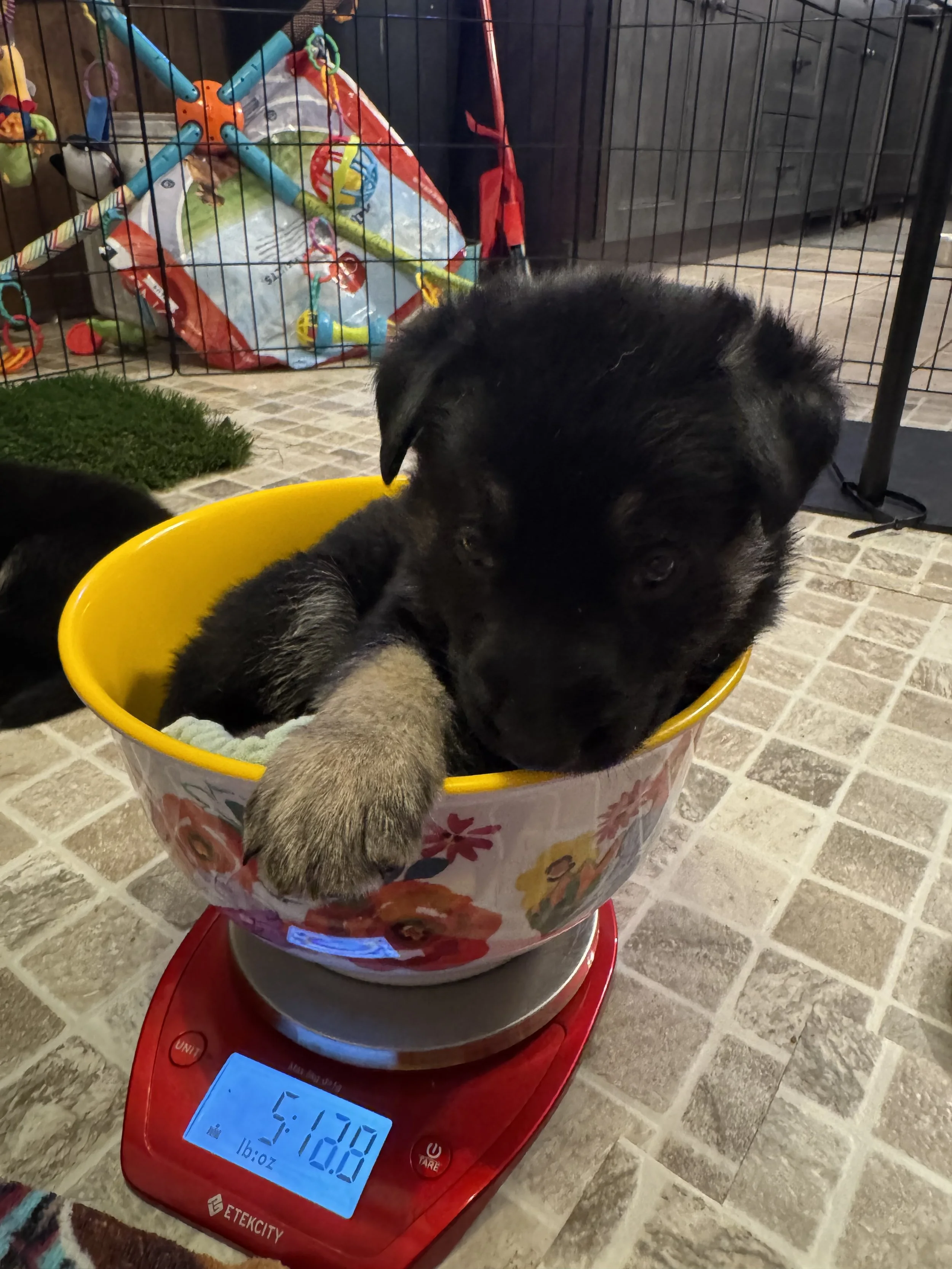 Some of the puppies didn't care that they had to be in a bowl for weighing and others thought it was a competition to see how fast they could EXIT said bowl. 
