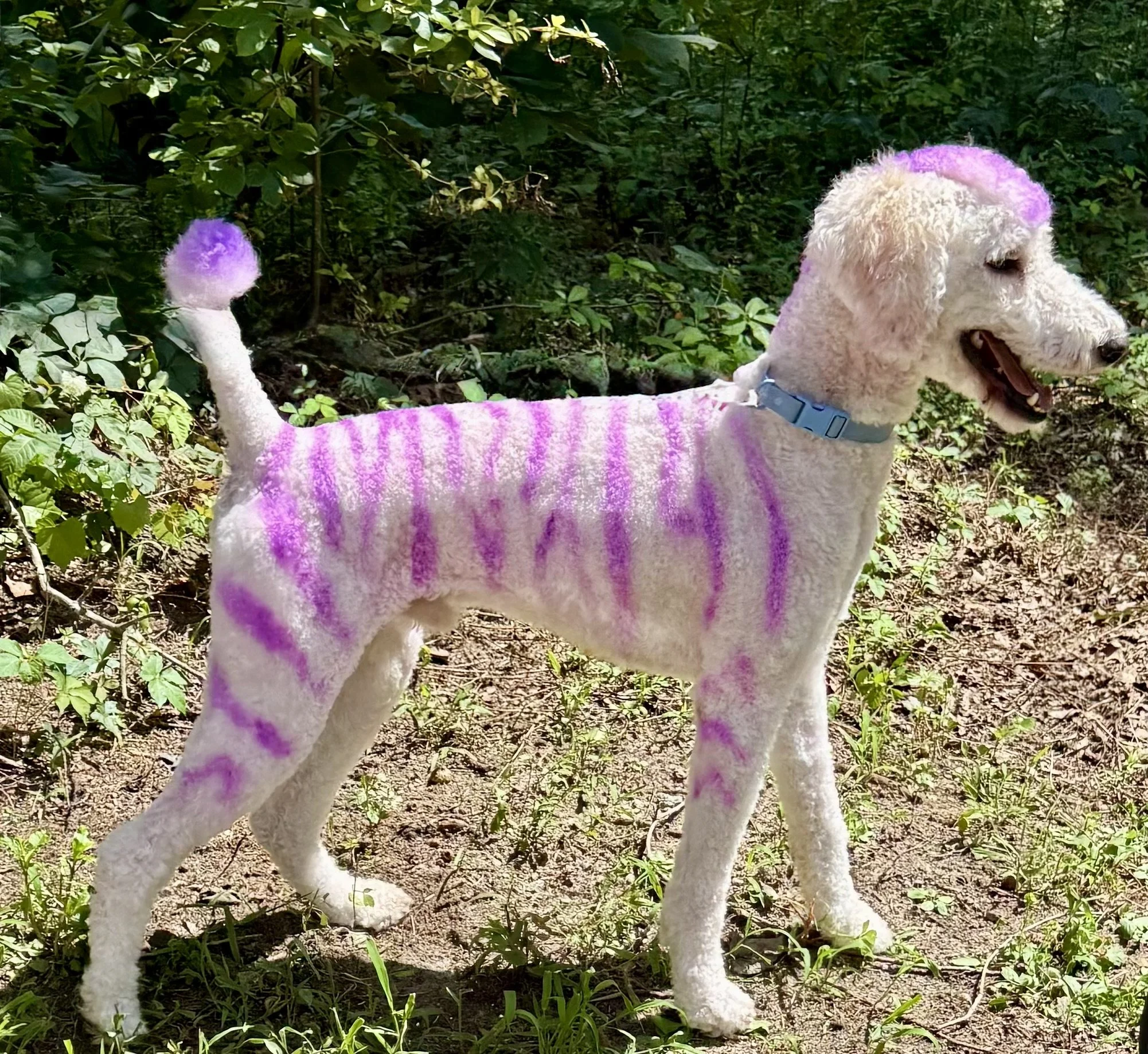 First attempt at creative grooming / coloring. This 'zebra' was colored using ONLY dog safe dye!