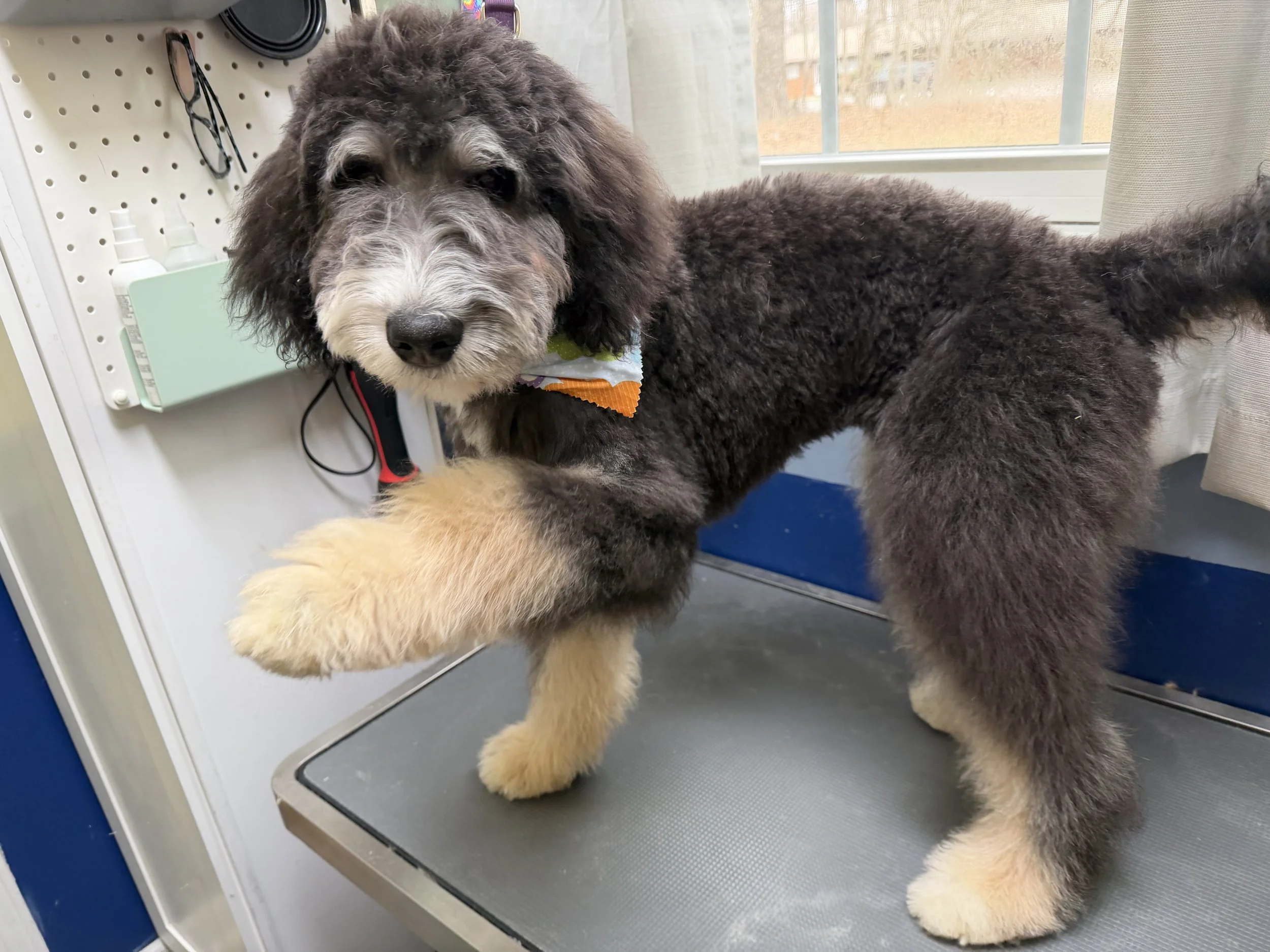 This was Porters first full groom and he was so good but wasn't in love with scissors around his eyes.  We worked on desensitizing with lots of praise.  Im certain next time he will do even better than before! 