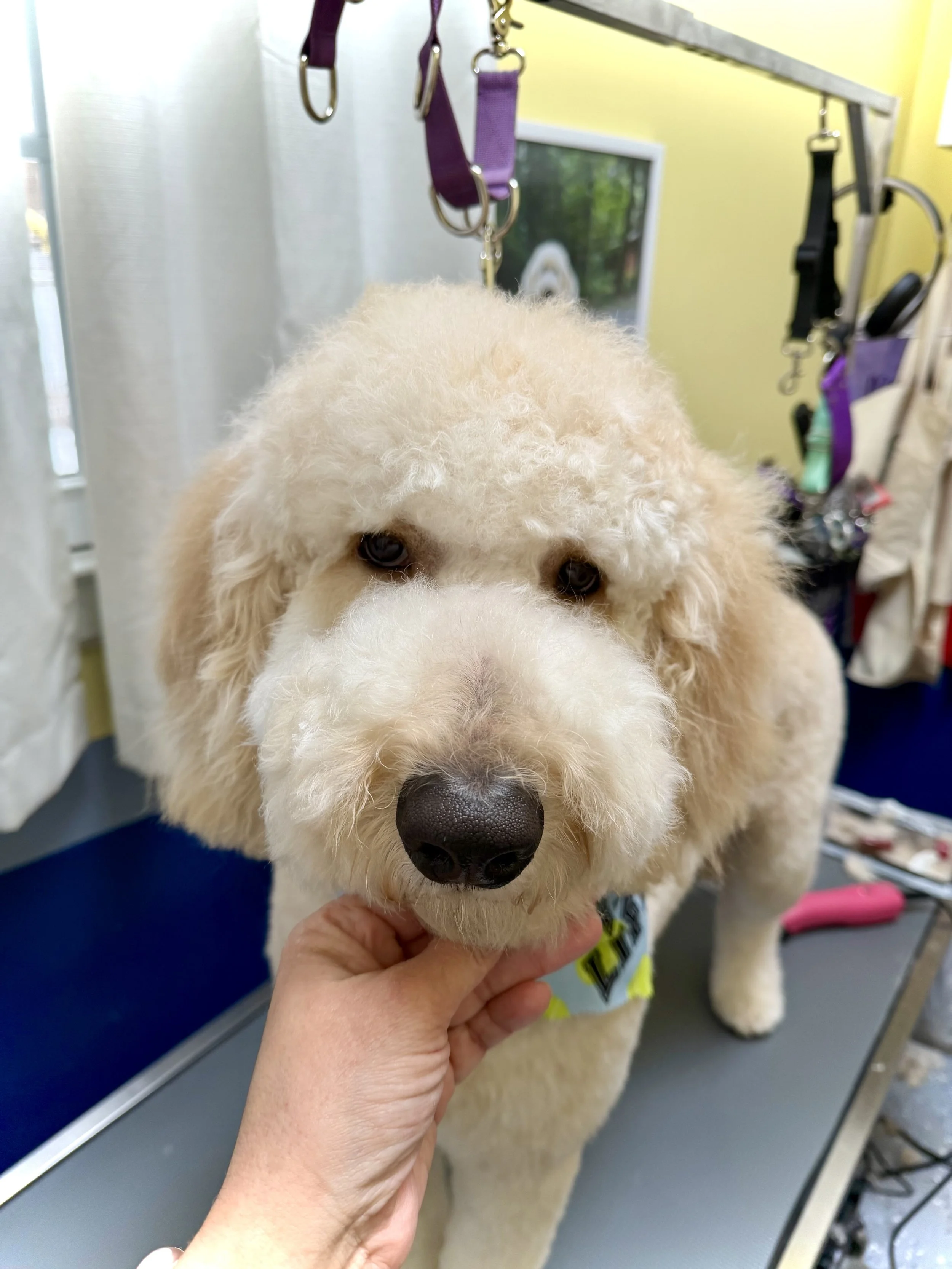 Faces are not currently my strong suit but I am learning and practicing whenever I can.  Often pet parents want easy maintenance and that usually means a short face, but Berkley's mom likes a lil' fluff on his face!  Isn't he so cute??