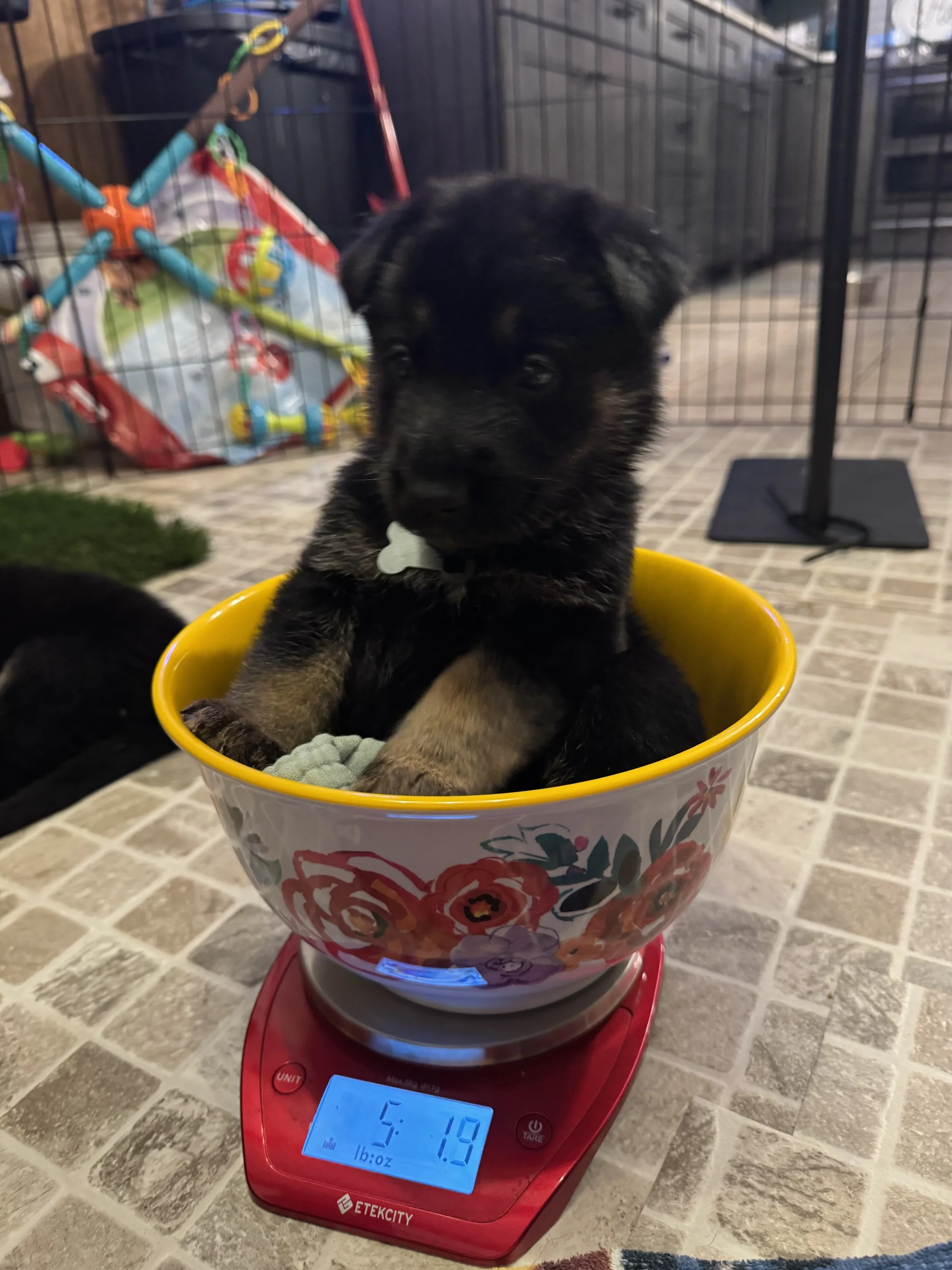 weighing 12 puppies every week was quite a task... it made for some interesting moments