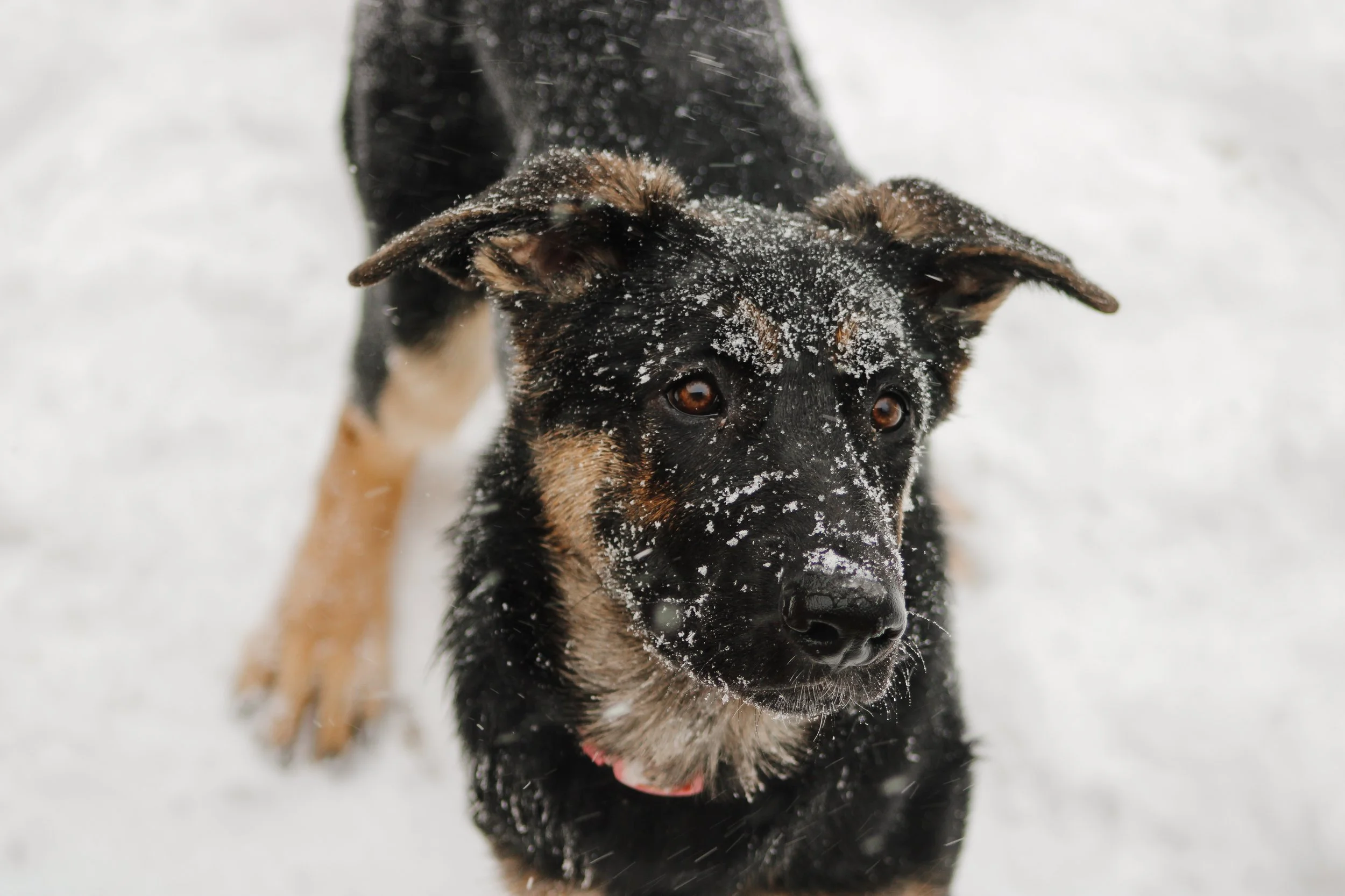 Yellow Collar - Pixie (now Duchess) in the snow