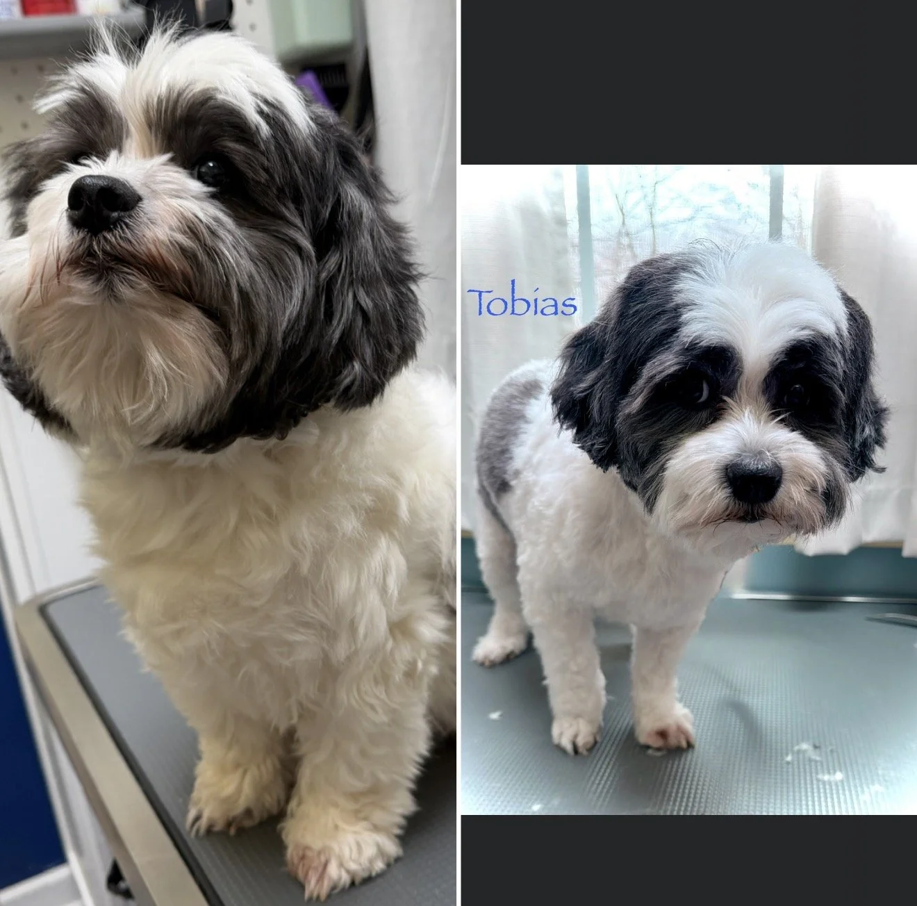 Tobias is one of my few small breed clients and he is an absolute dream to work with.  He is a pet, not a show dog, which is good because he hates having long hair!